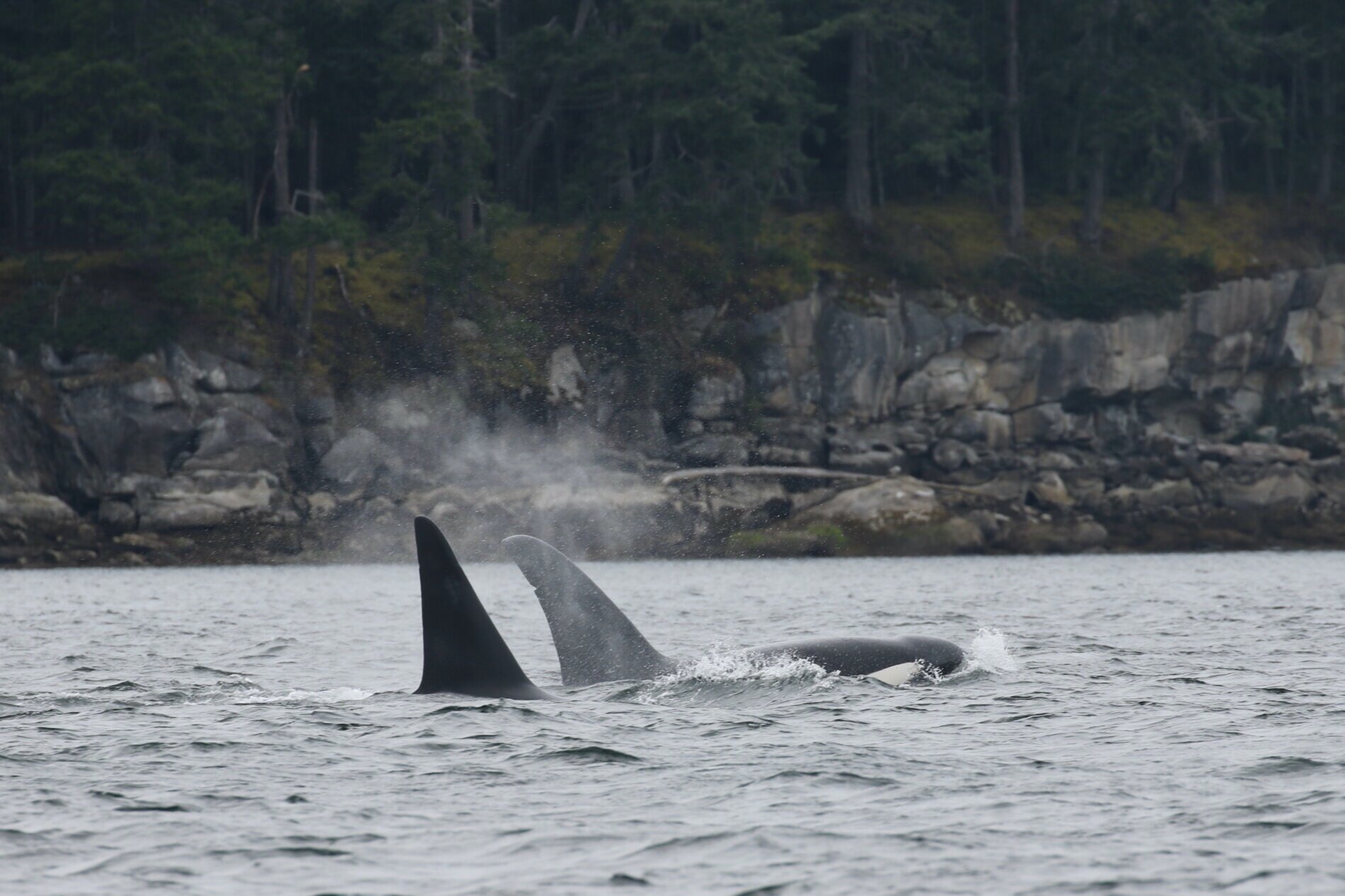 August 23, 2020 - Orcas in Nanaimo!