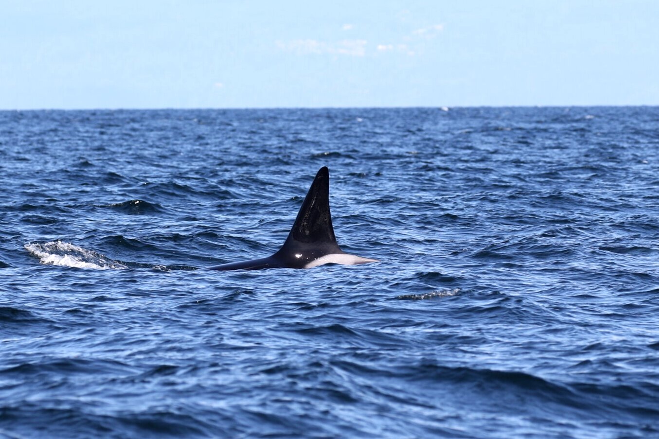 August 24, 2020 - A double species day in our backyard!