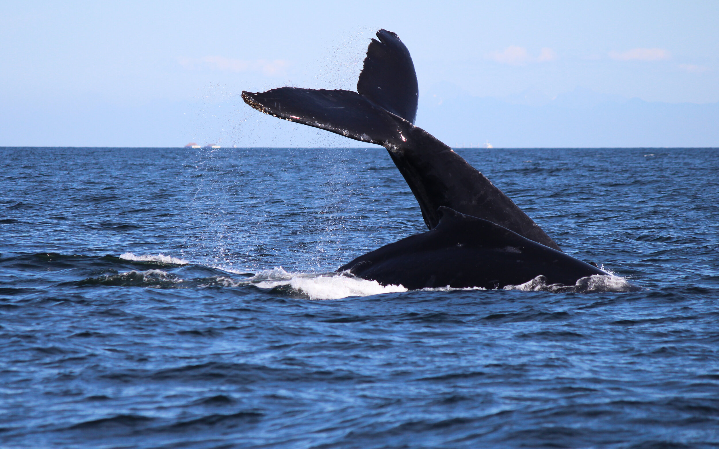 August 26, 2020 - Humpback whale soup in the Strait of Georgia!