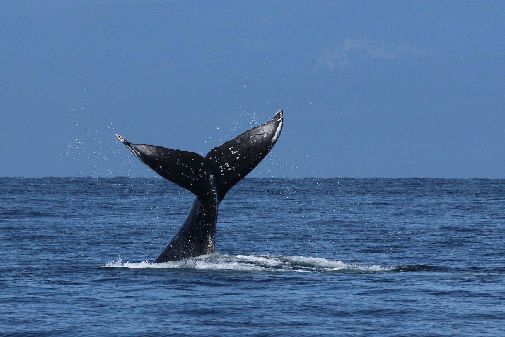 August 28, 2020 - Double Species Day!