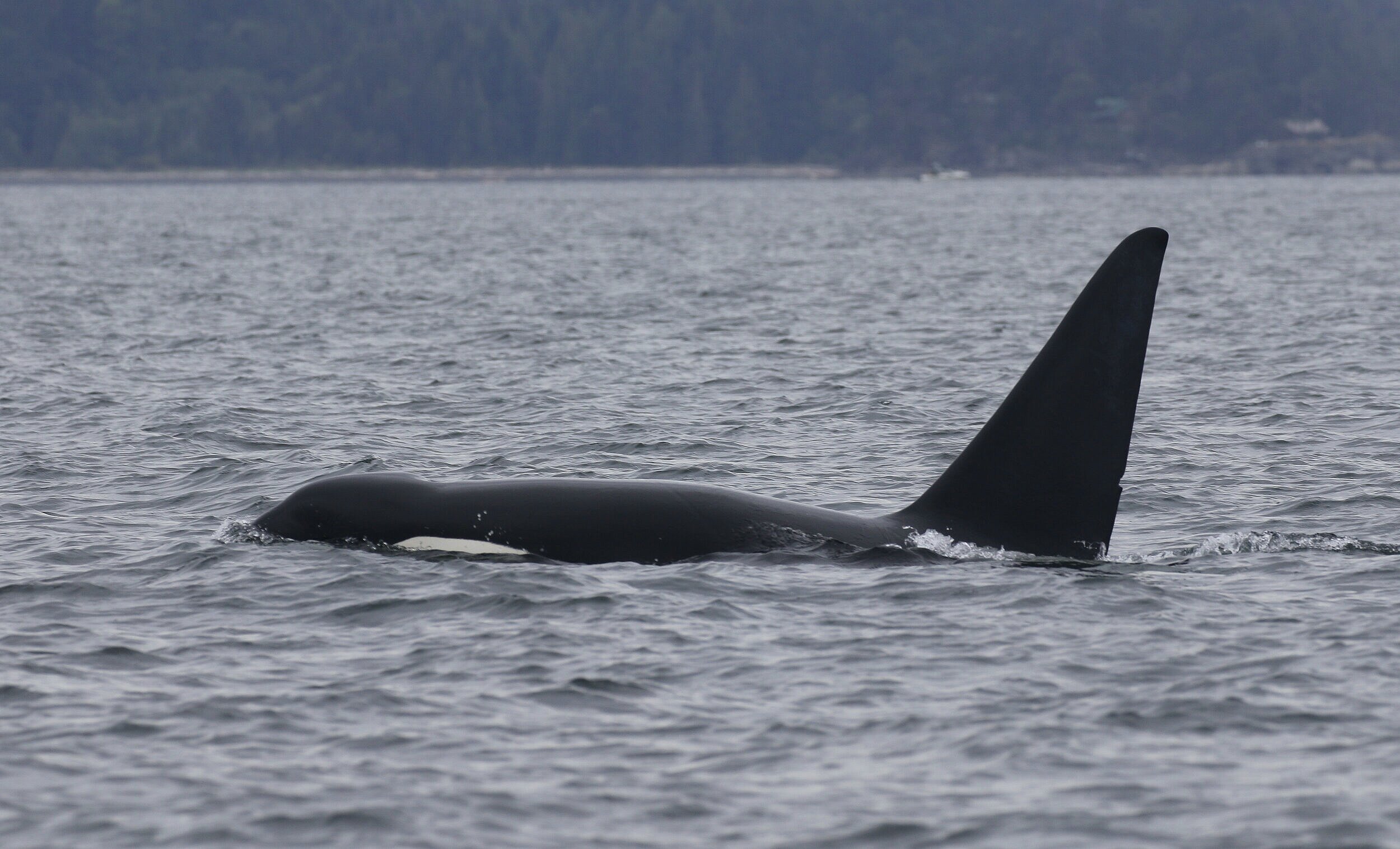 August 30, 2020 - Double Species Again!