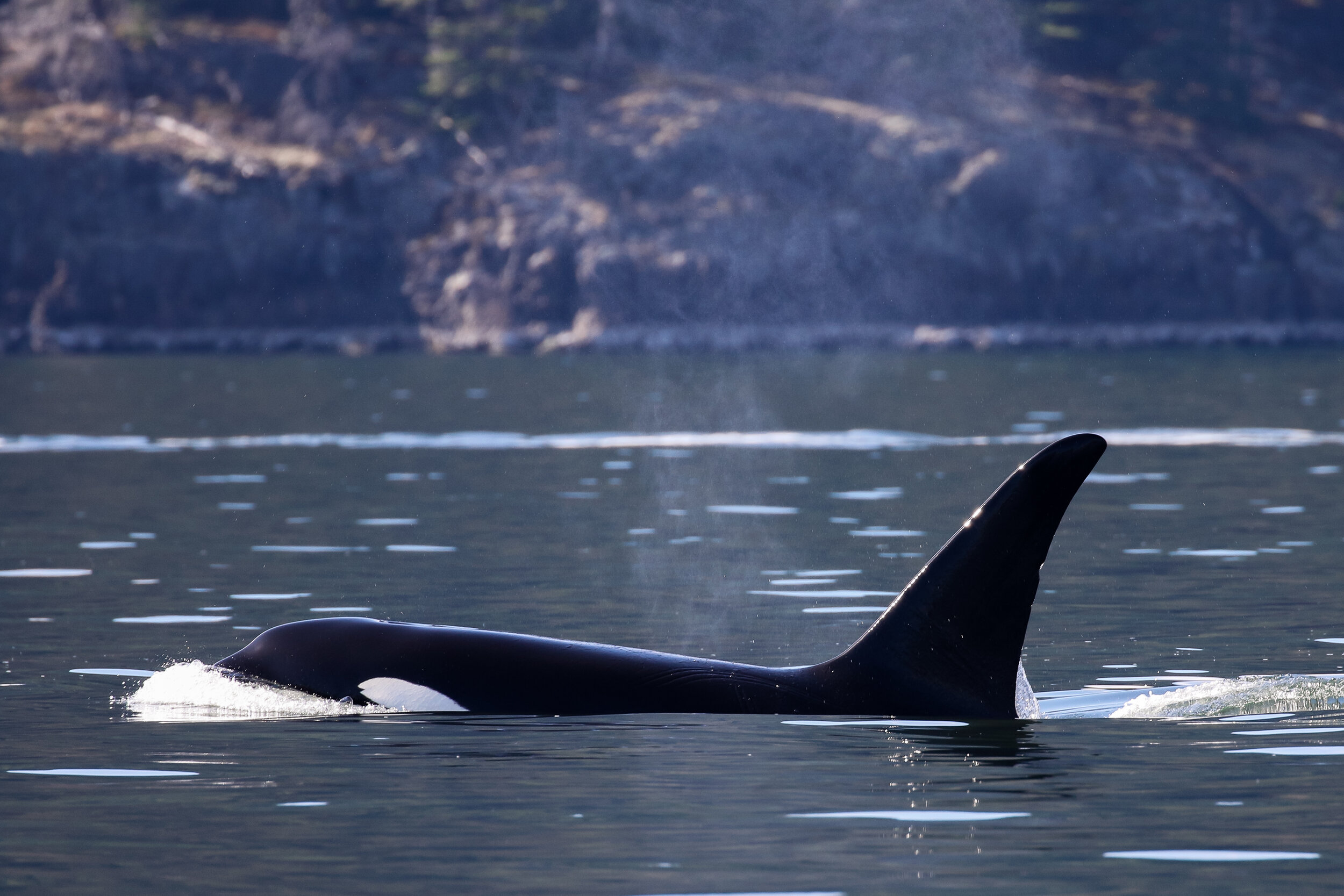 August 31, 2020 - T100's off Bowen Island, lone Humpback at Entrance Island!