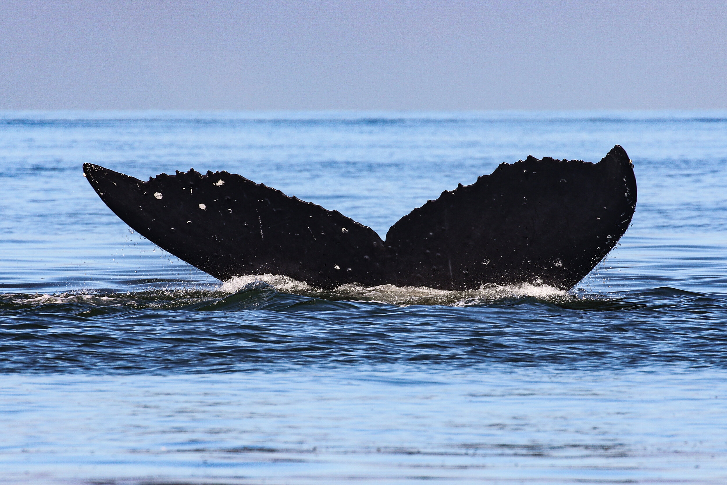 September 1, 2020 - Orcas at Apex, Humpbacks in the Strait!