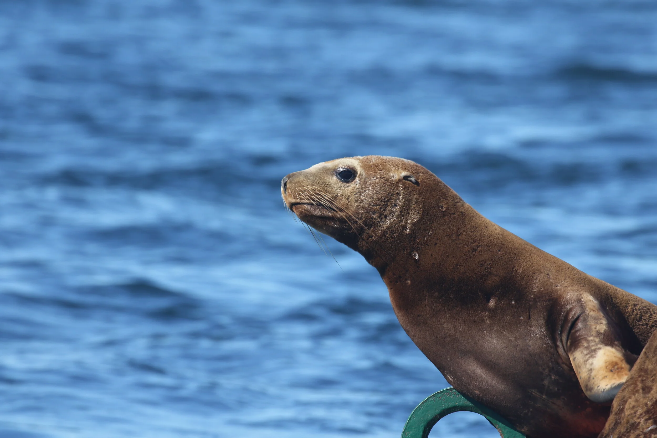 September 2, 2020 - Raptor and calf