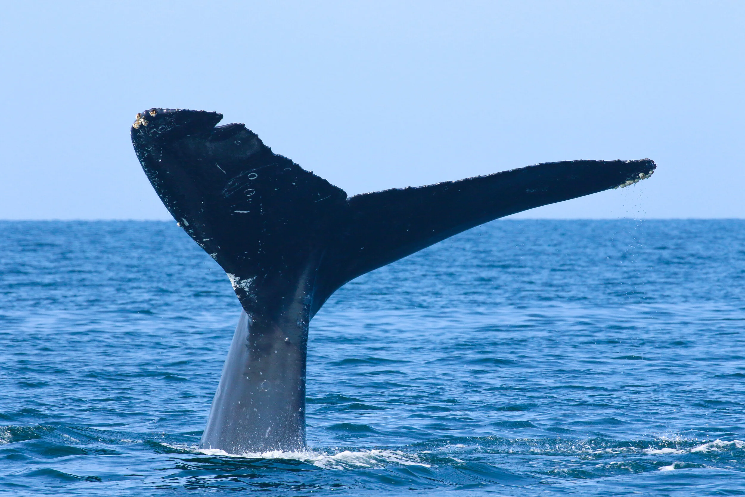 September 5, 2020 - 5 humpbacks 20 minutes from our harbour!