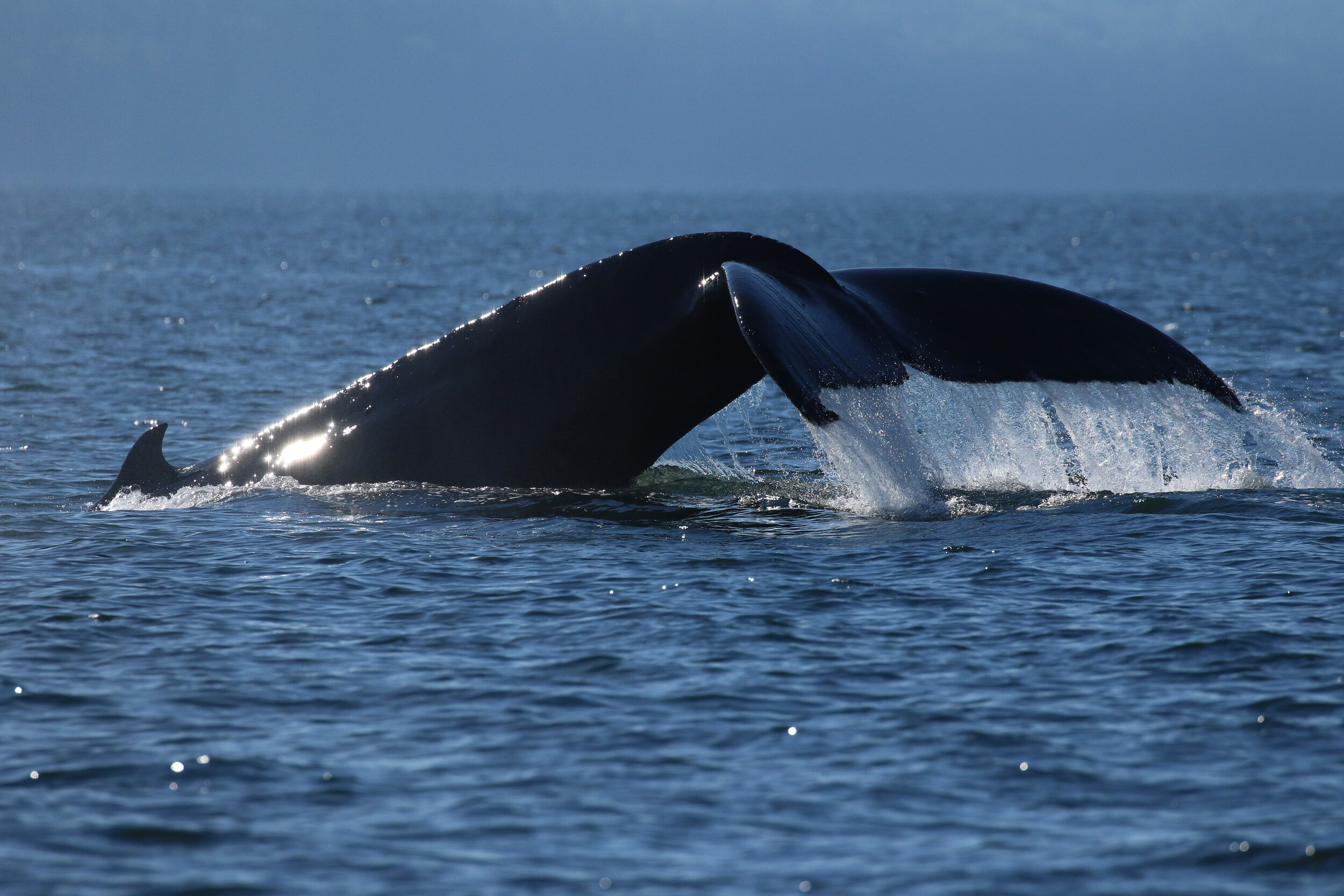 September 8, 2020 - A visit with humpback whales Slate, Mammoth, and Orion