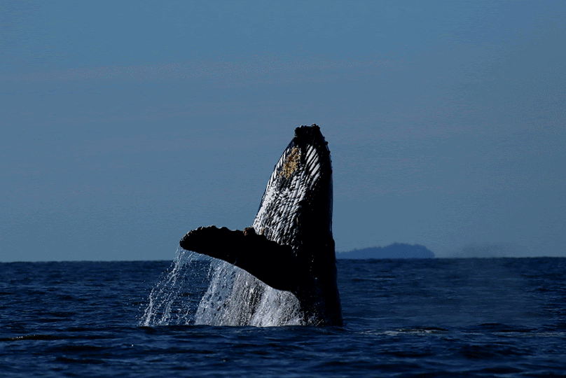September 6, 2020 - T37's and T37A's off of Bowen Island, 4 humpbacks at Thrasher rock