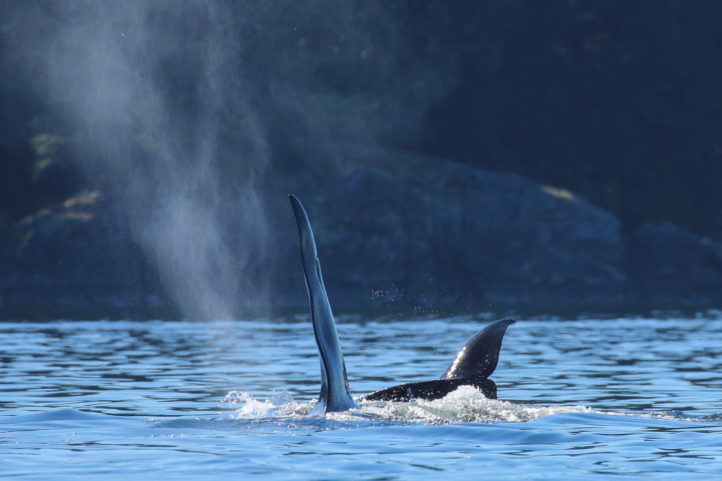 September 9, 2020 - Orcas near Saltspring Island
