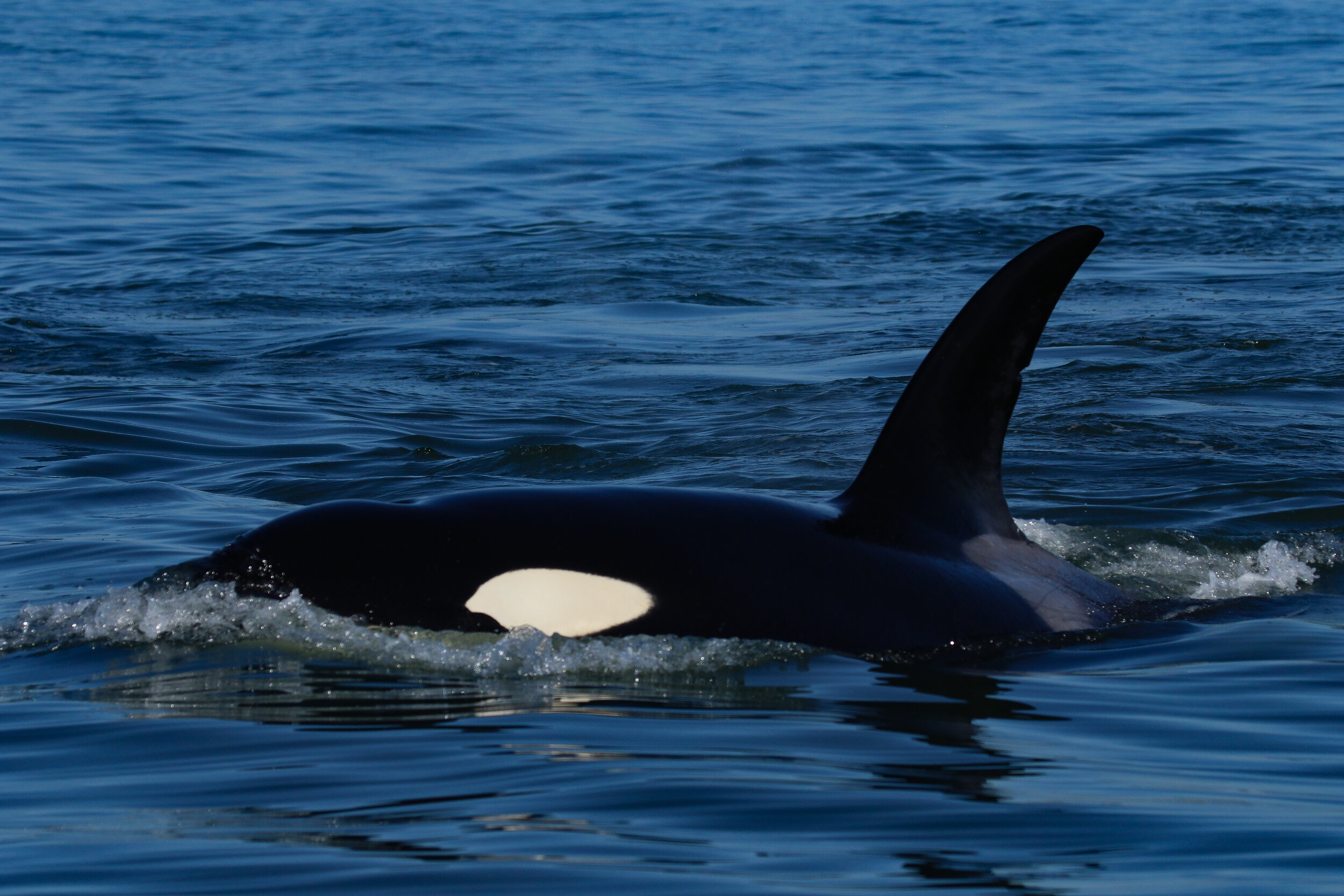 September 10, 2020 - T-party and humpbacks in the Strait!