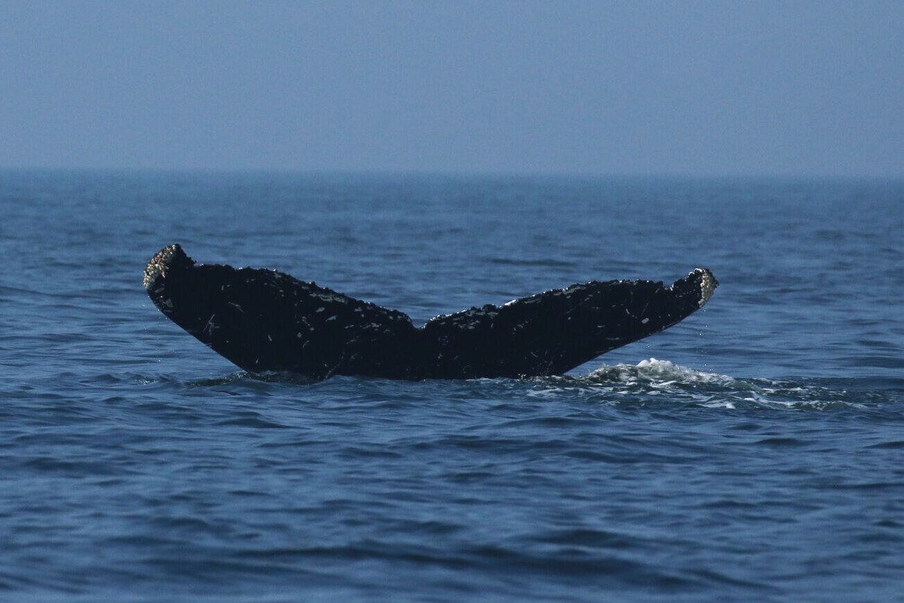 September 11, 2020 - Humpback whales Kappa and calf