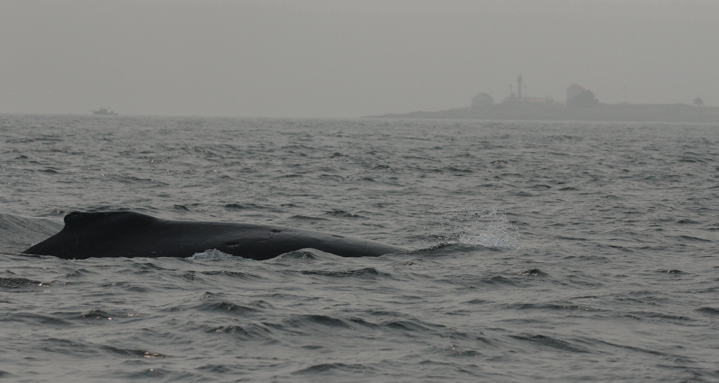 September 16, 2020 - Humpback Soup!