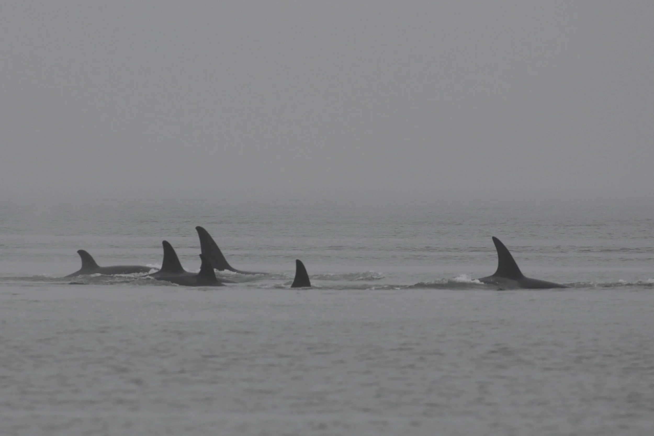 September 18, 2020 - A foggy day spent with Orca and Humpbacks!
