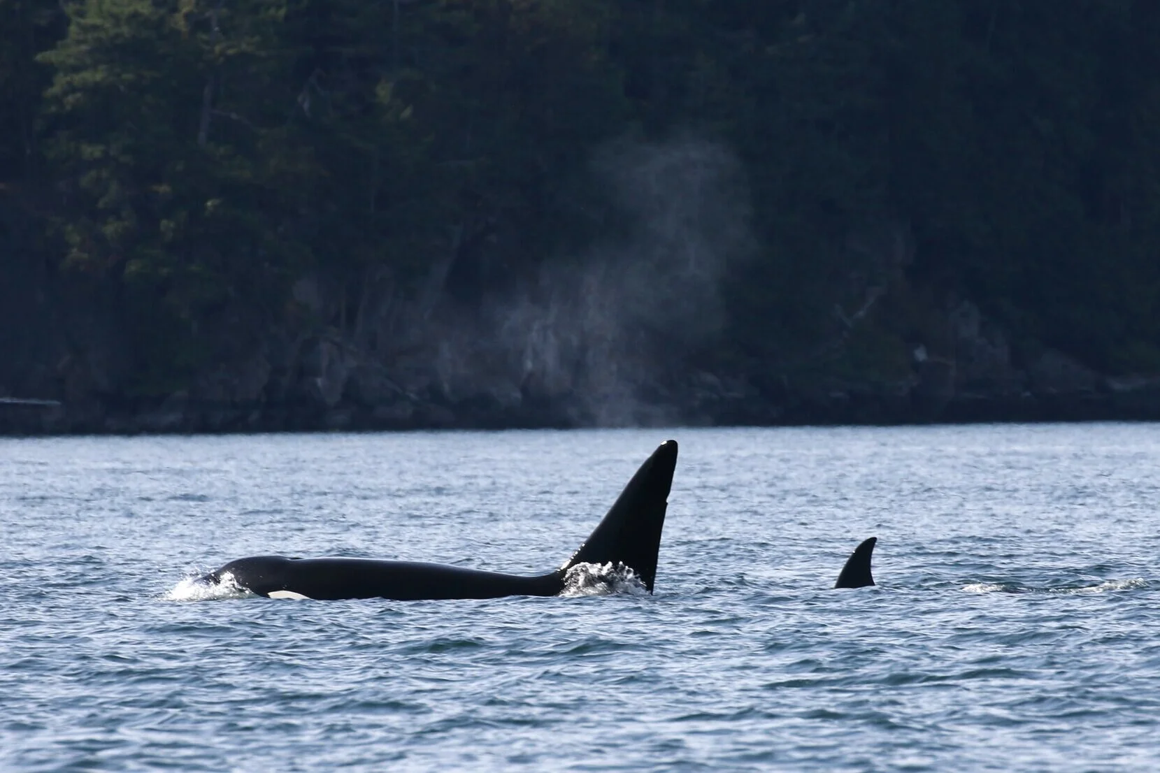 September 20, 2020 - Double Species Day!