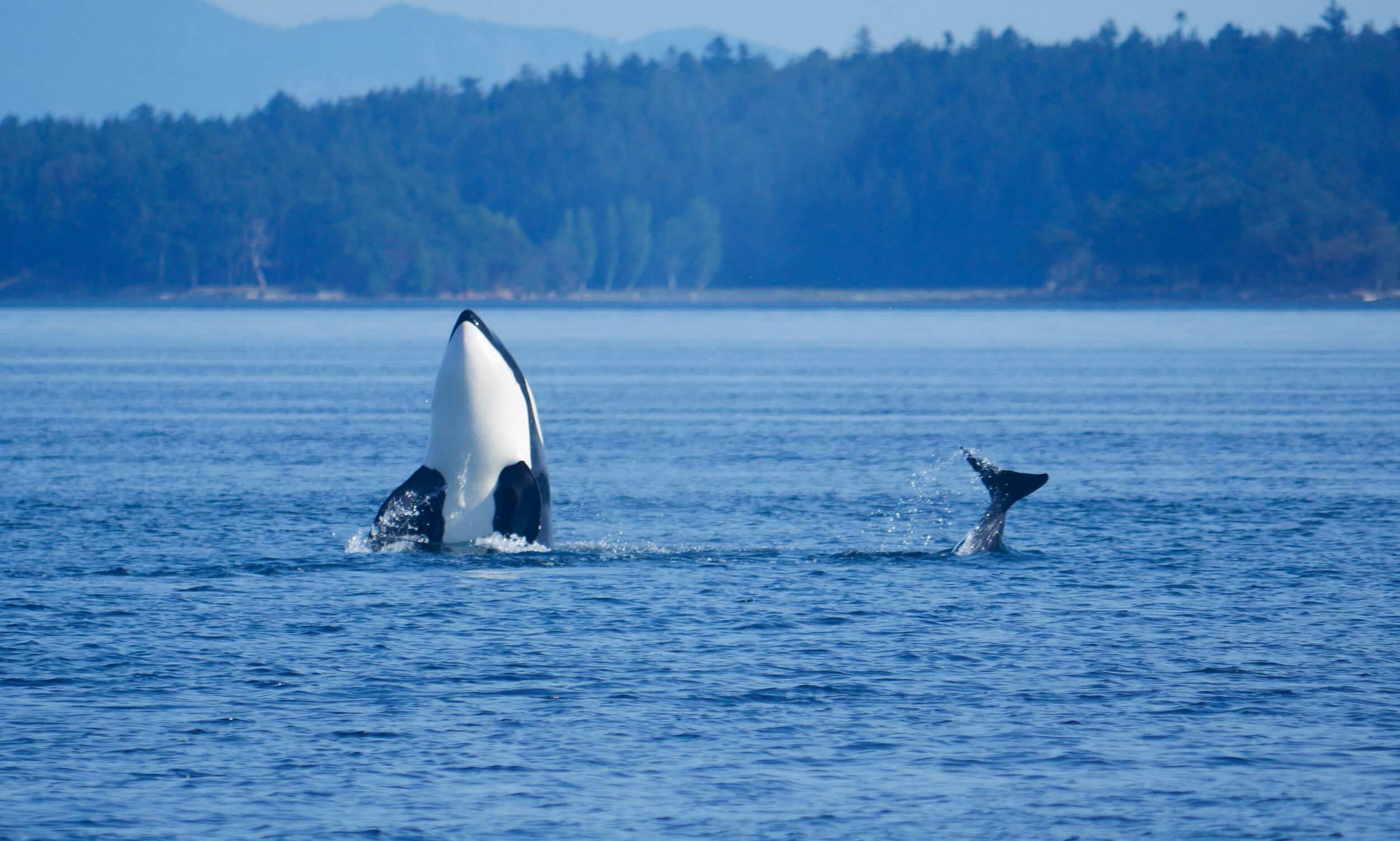 September 21, 2020 - Playful Humpbacks and Hungry Orcas