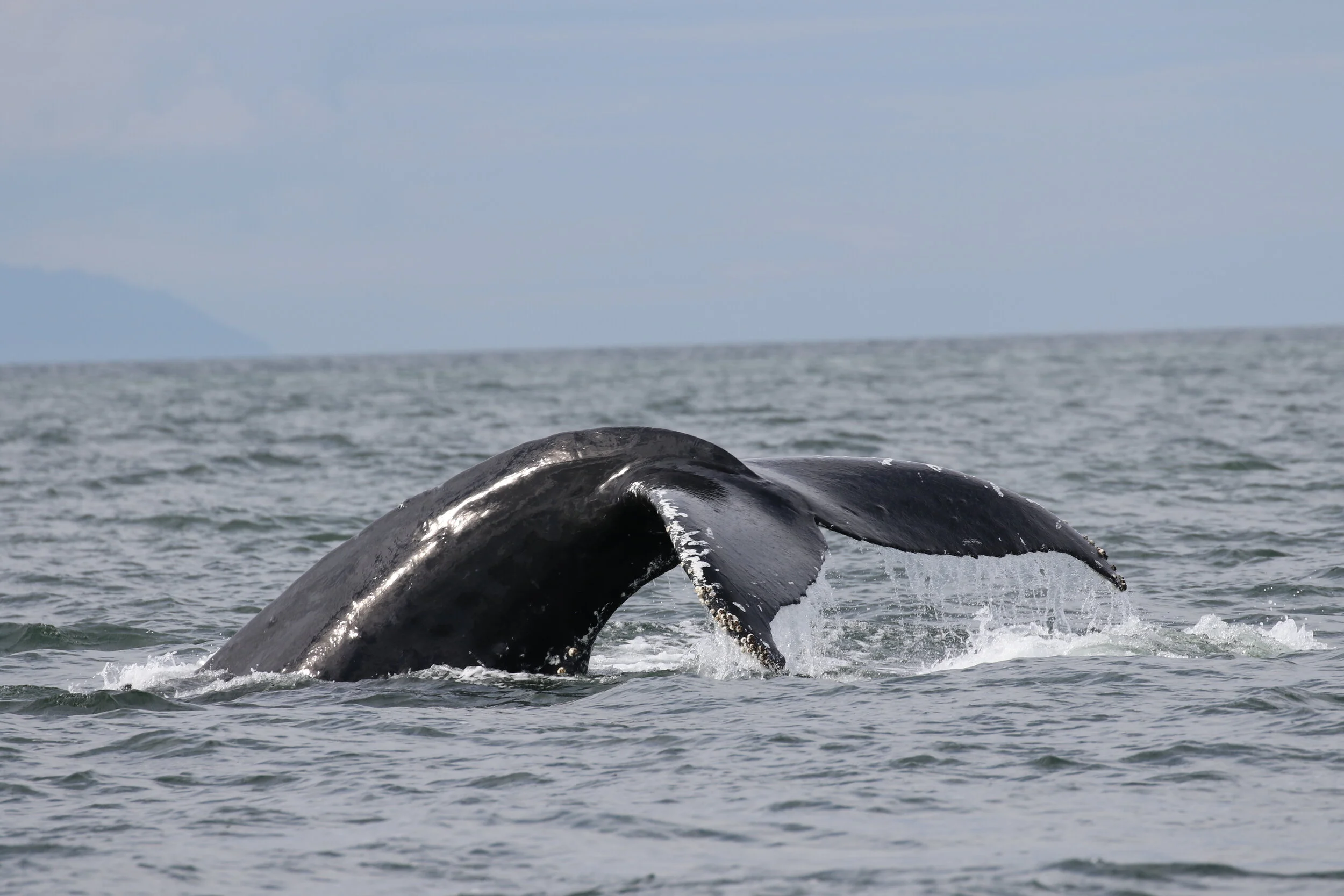 September 22, 2020 - A day with Zigzag, Divot and Strike