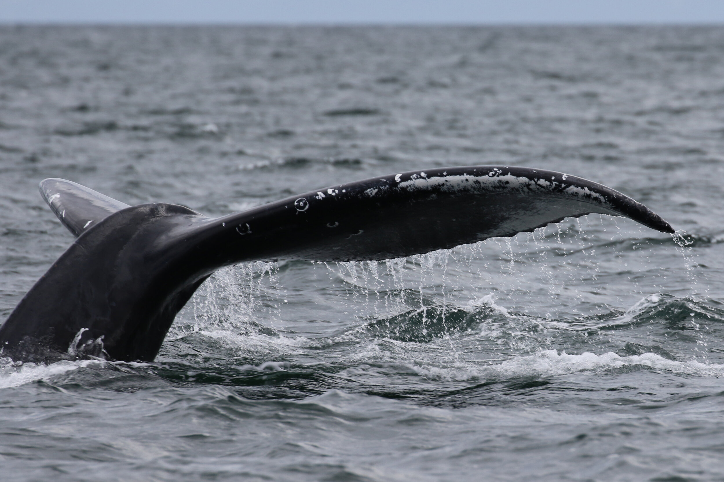 September 26, 2020 - Humpback Soup!