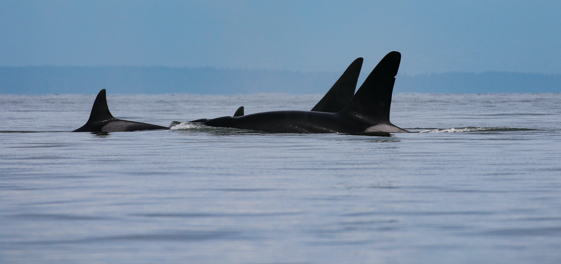 September 27, 2020 - T18's in the Strait of Georgia