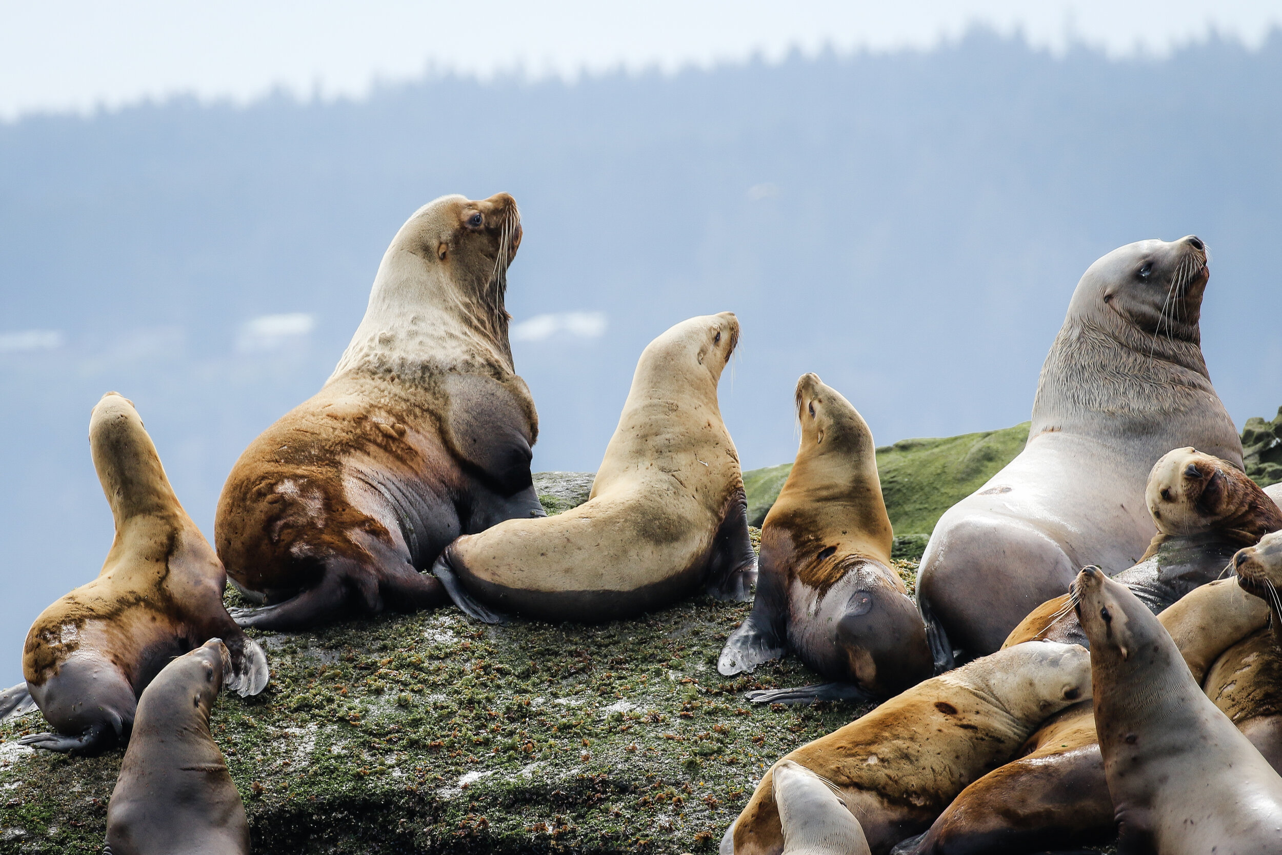 Sea lions on Entrance Island