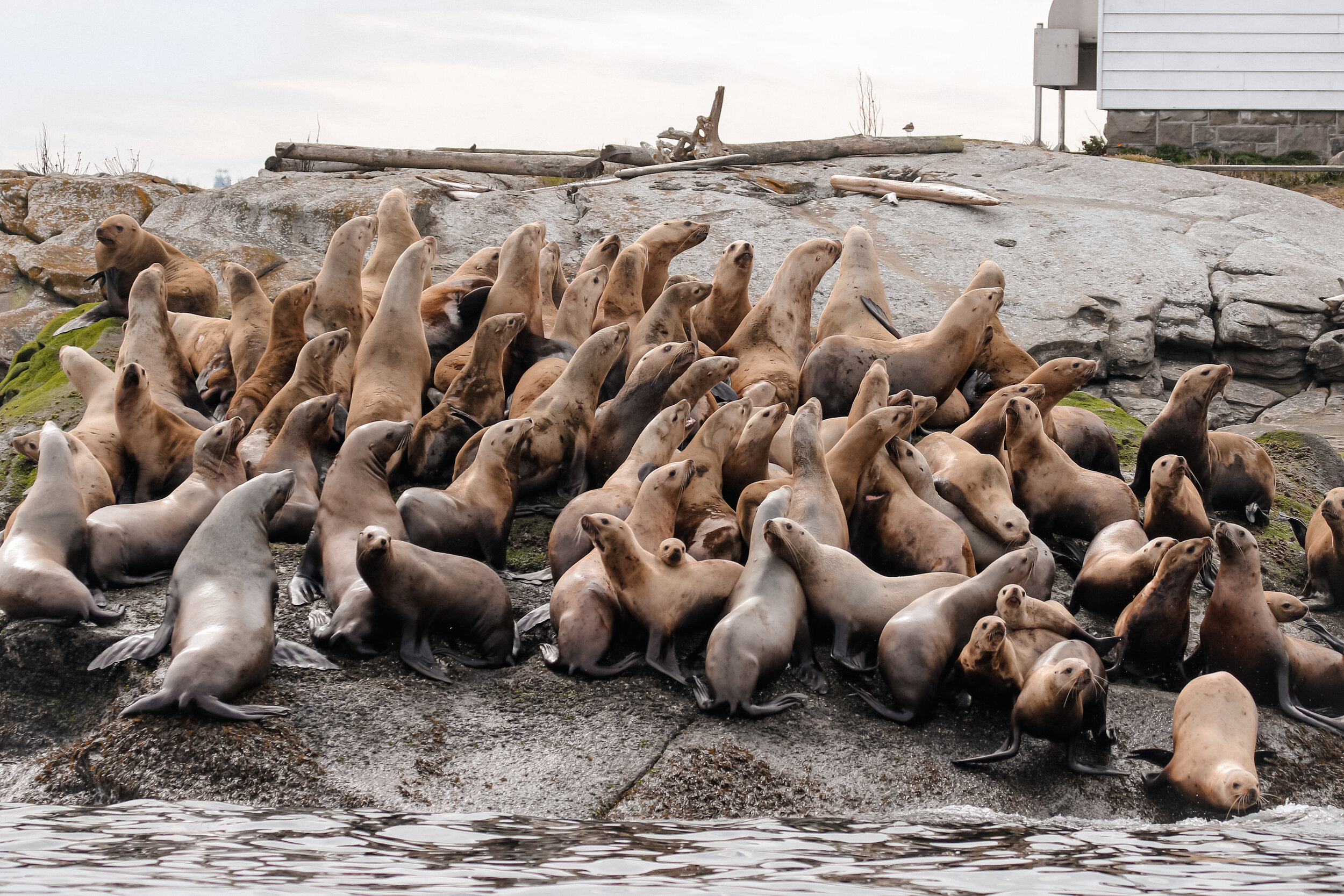 Sea lions on Entrance Island