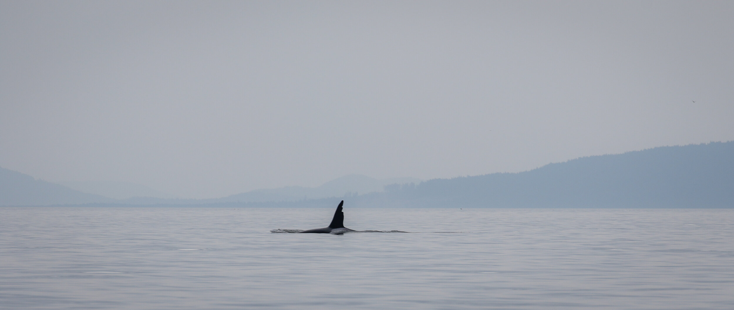 First day back on the water and we found killer whale "Chainsaw