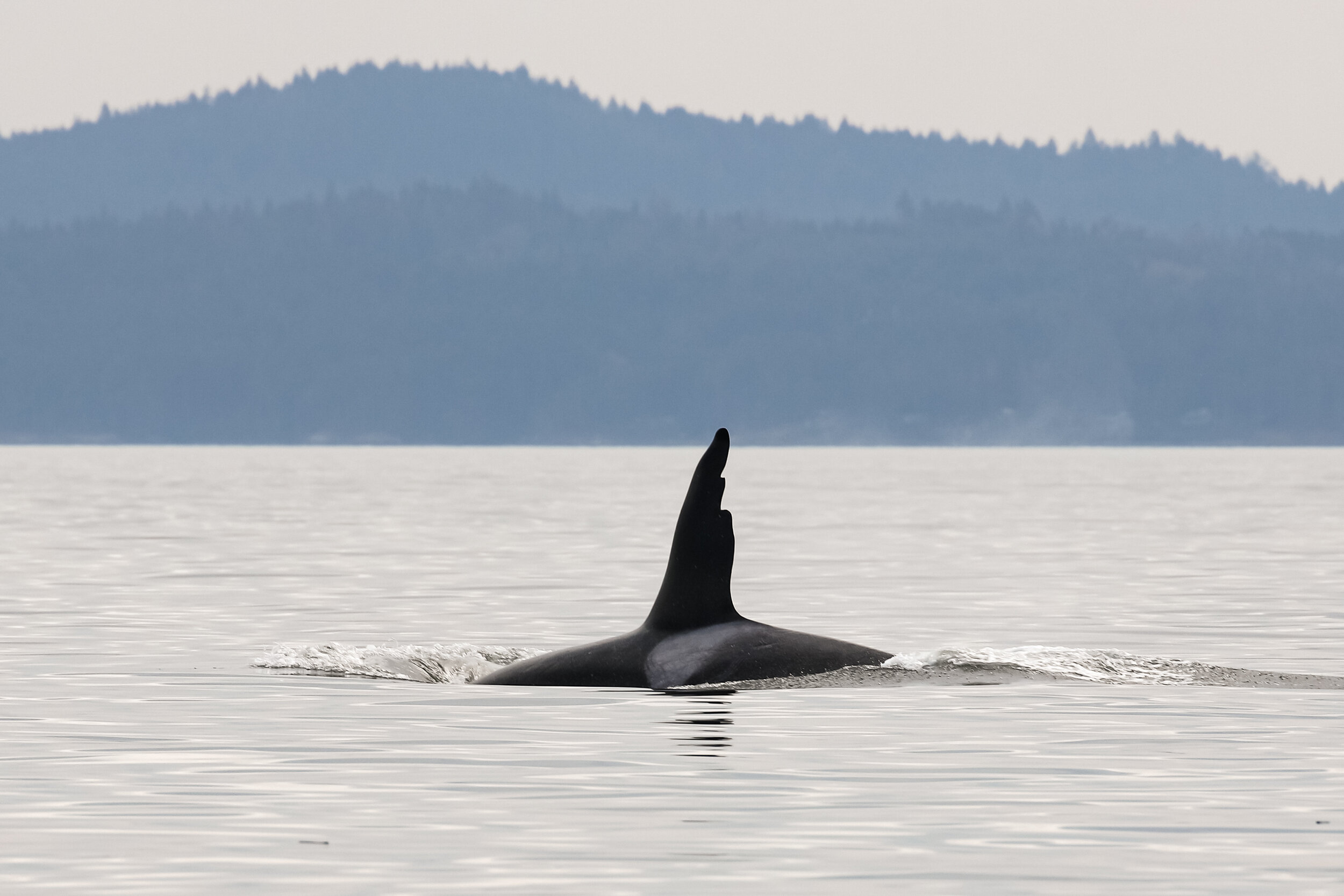 Check out that gnarly dorsal fin!