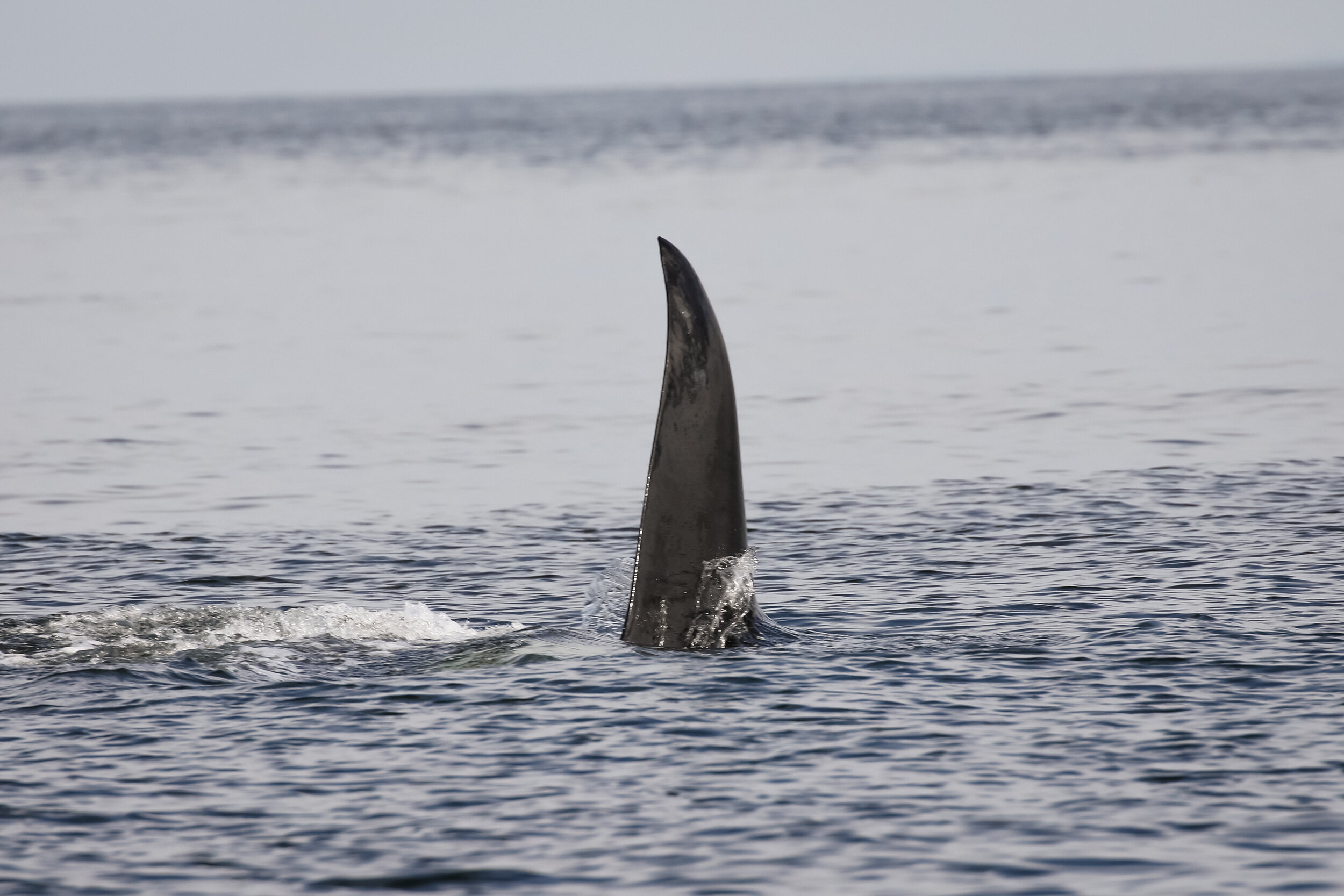 The large dorsal fin of “Bones” T10C