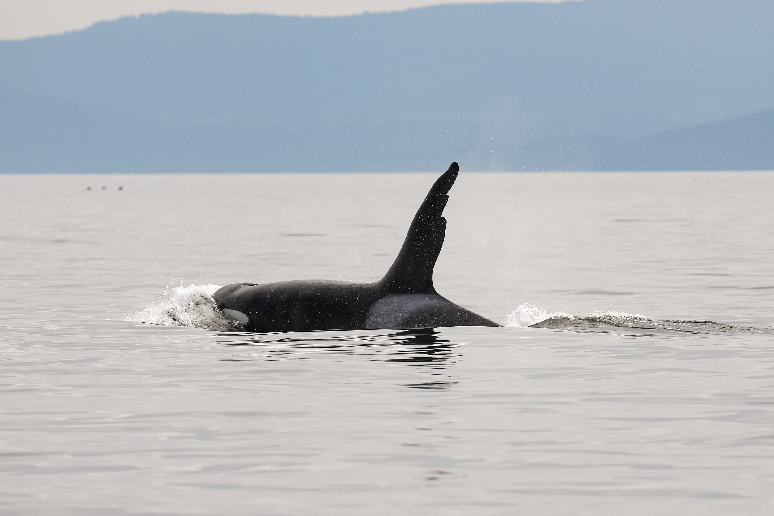 April 1, 2021 - First day back on the water and we found killer whales "Chainsaw" and friends!