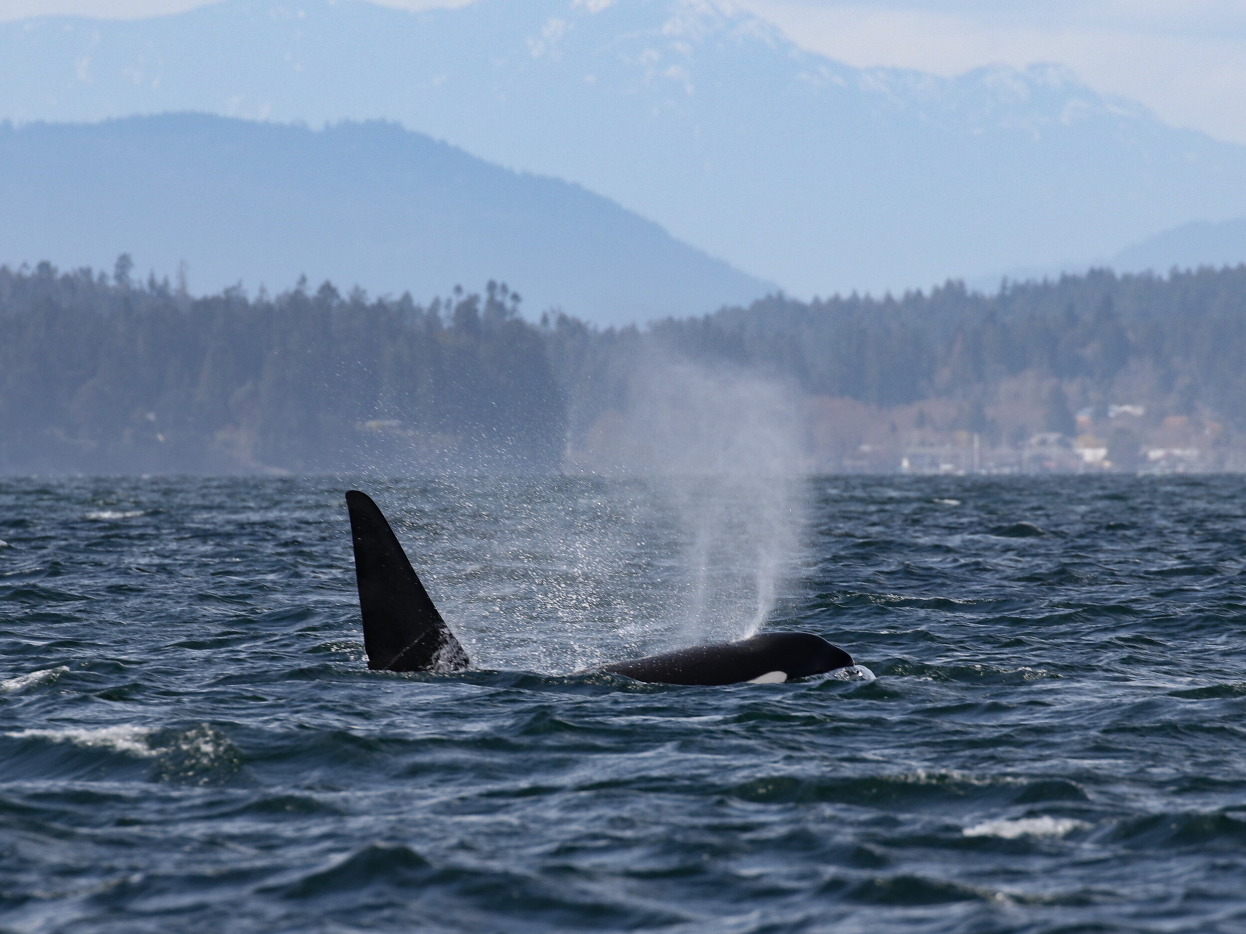 April 2, 2021  - Orcas at Salt Spring!