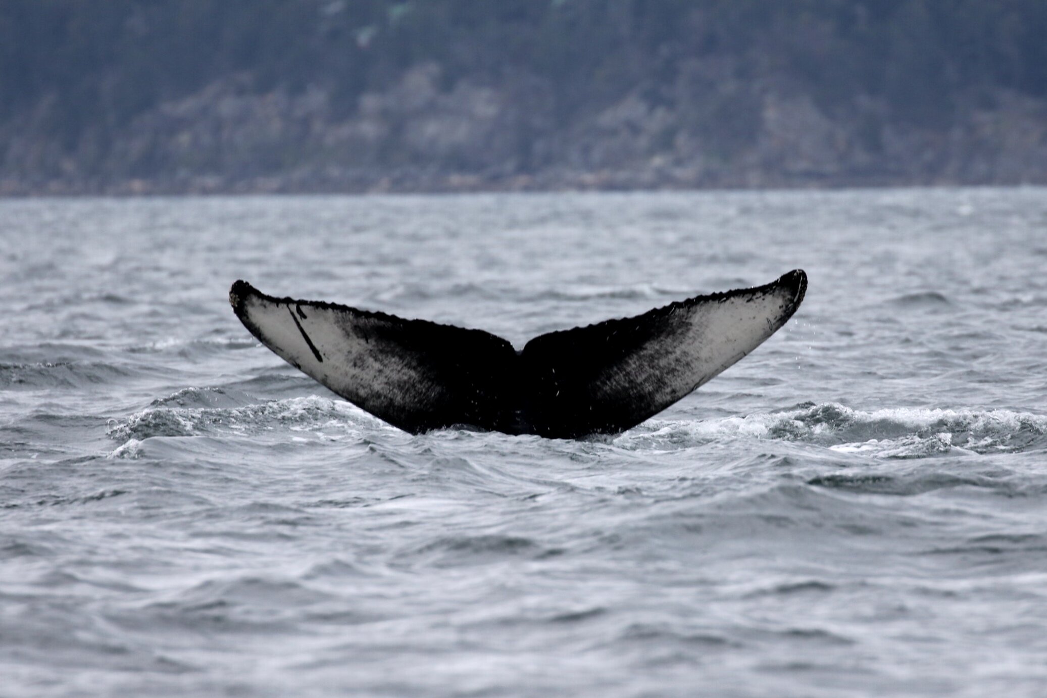 April 3, 2021 - A small humpback whale in Trincomali and lots of pinnipeds!