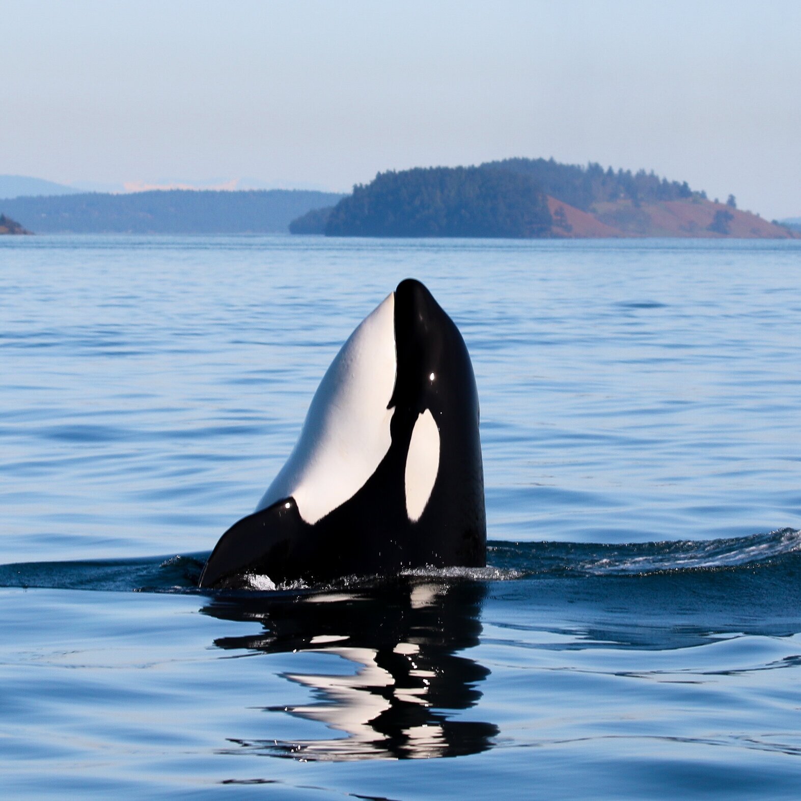 April 17, 2021 - Perfect day with Orcas outside Victoria