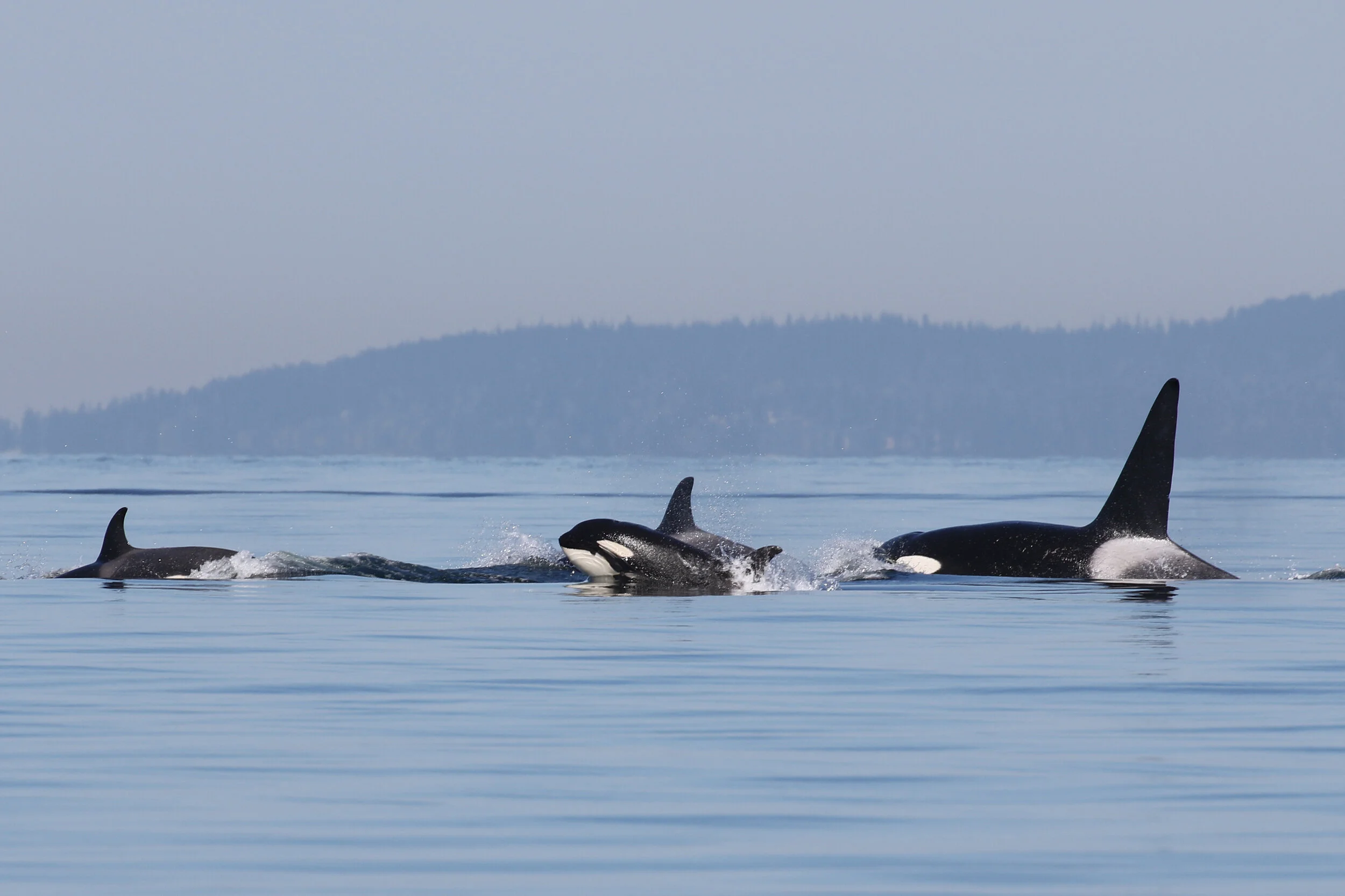 April 18, 2021 - Orca Soup off of Entrance Island