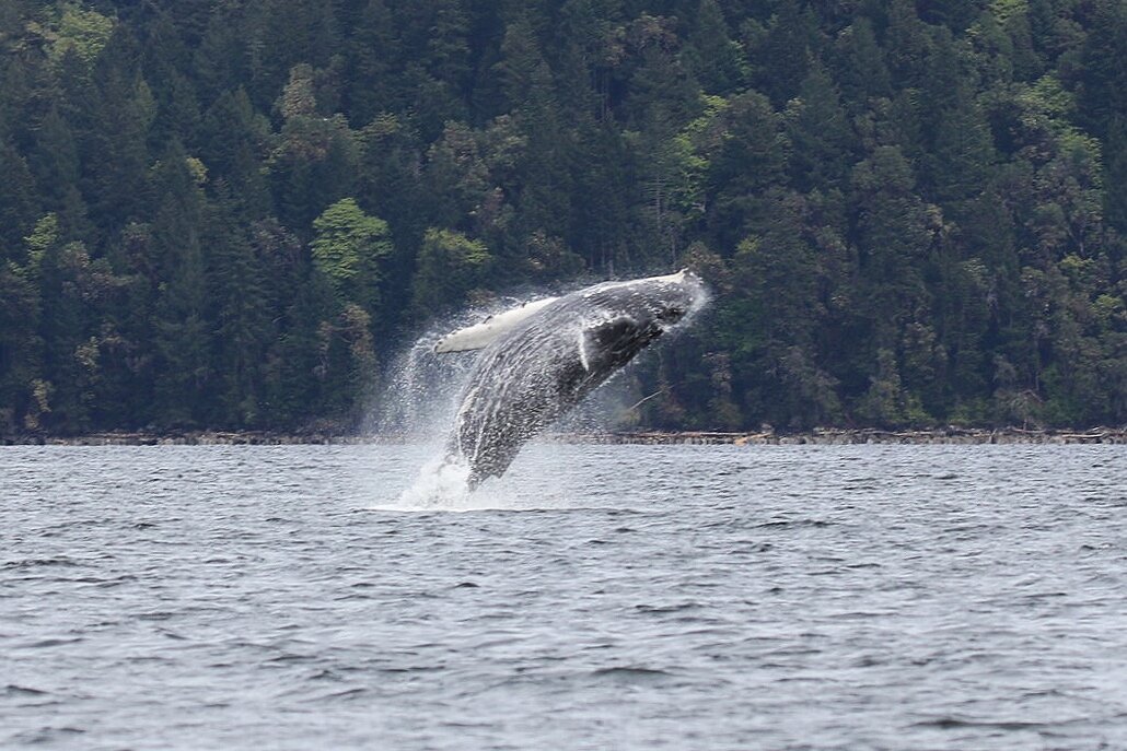April 25, 2021 - Quality time with Hammer, a young breaching Humpback Whale