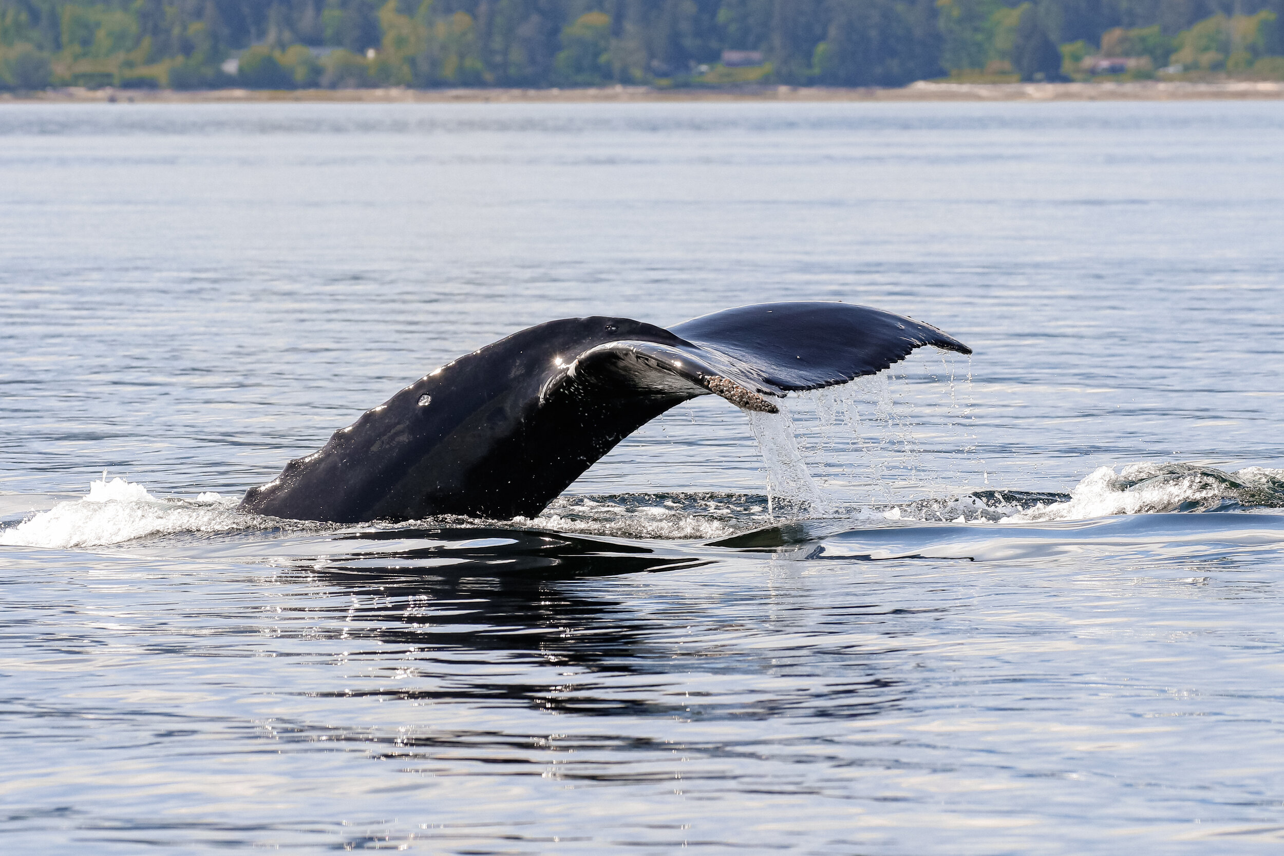 May 1, 2021 - In the Gulf Islands with Hammer the humpback!