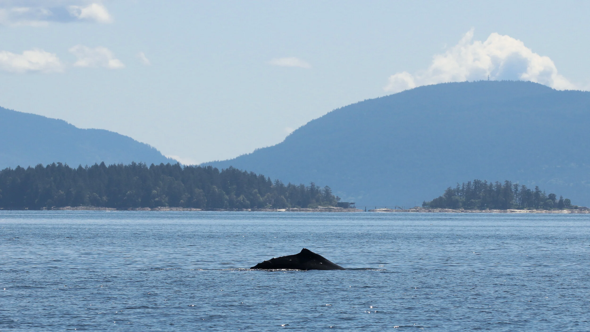 May 2, 2021 - A lone humpback near Thetis Island