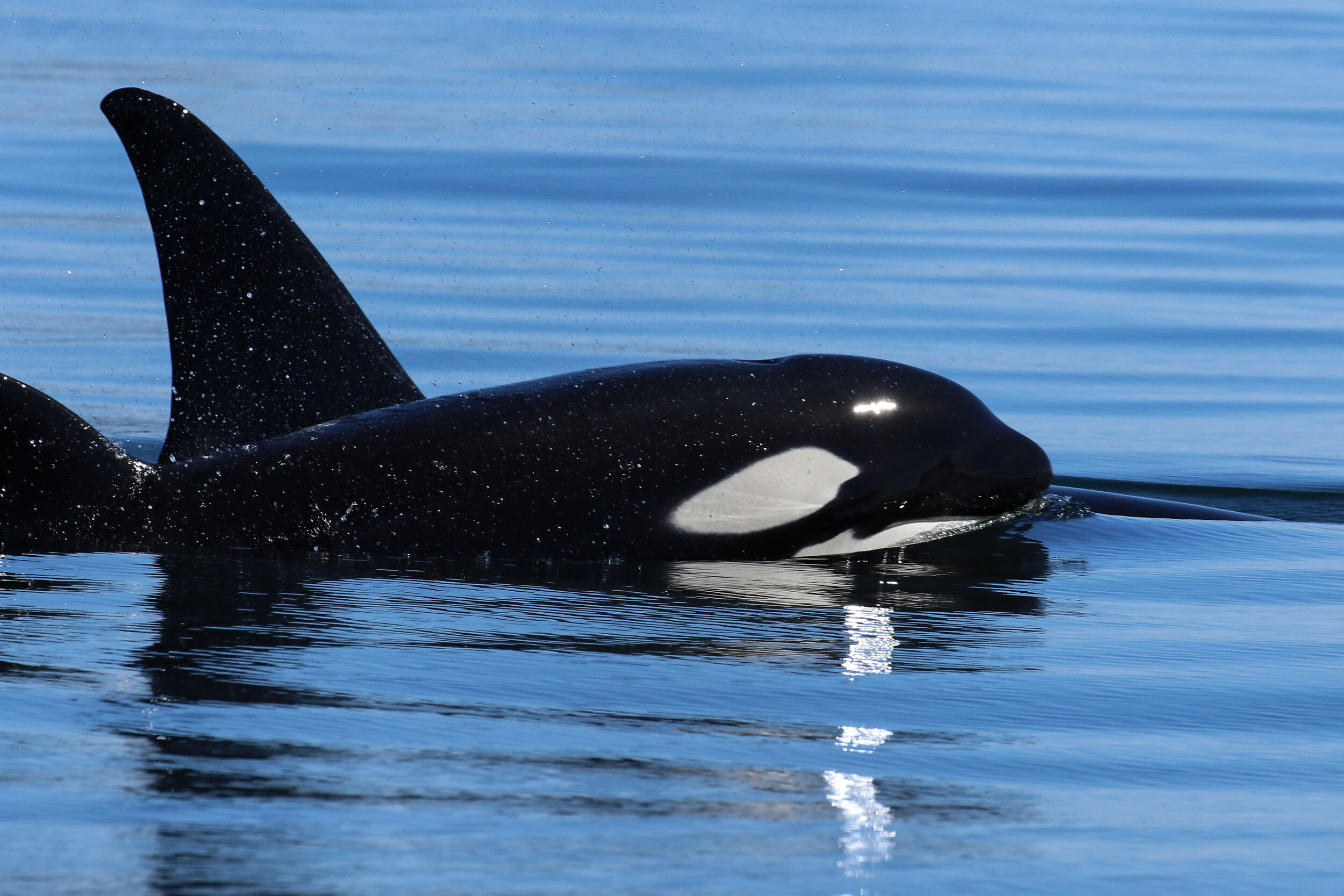 May 13, 2021 - The T123's traveling in the Gulf Islands