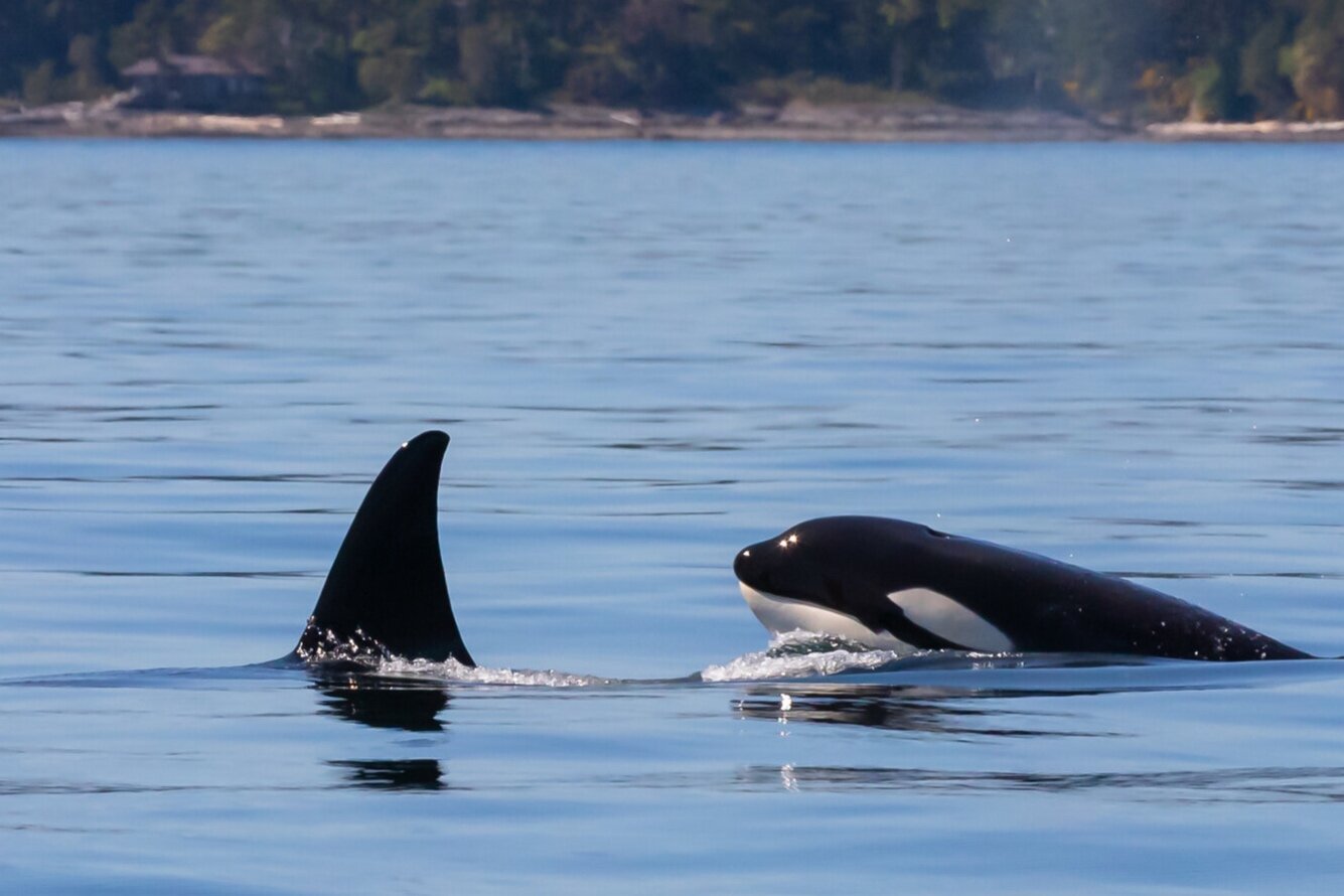 May 14, 2021 - The T123's again, this time hunting a harbour seal!