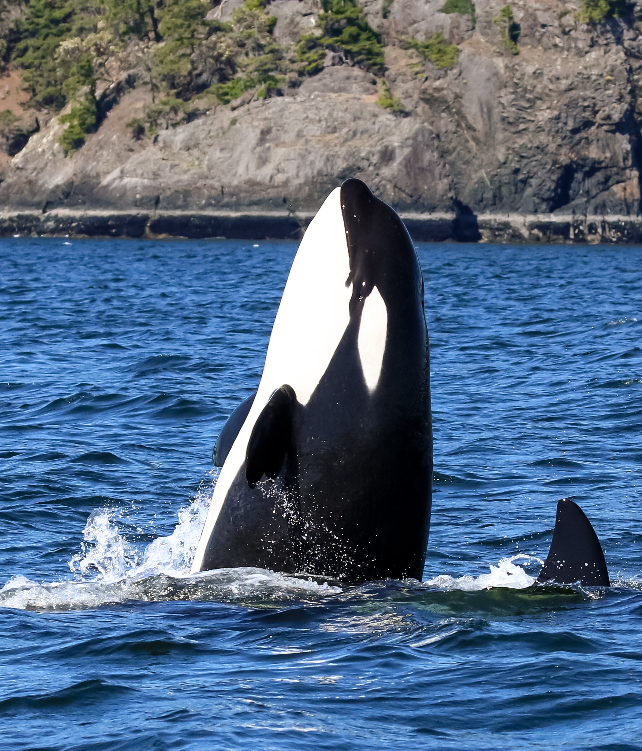 May 16, 2021 - A humpback whale and a T-party!
