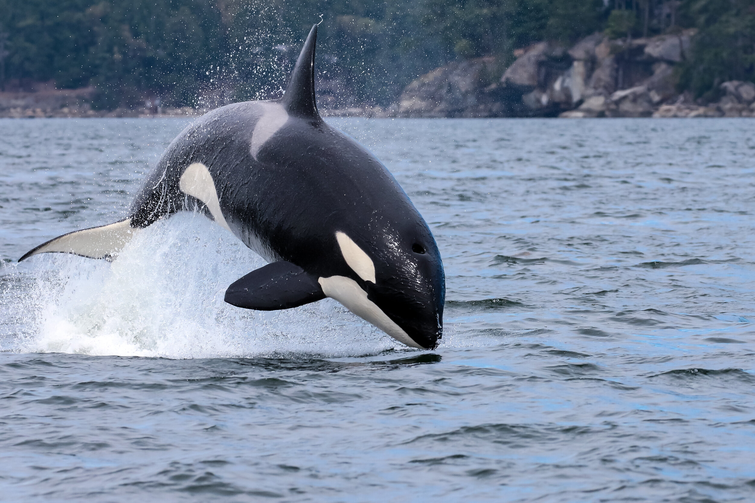 May 22, 2021 - An exciting double species day in Nanaimo's backyard!