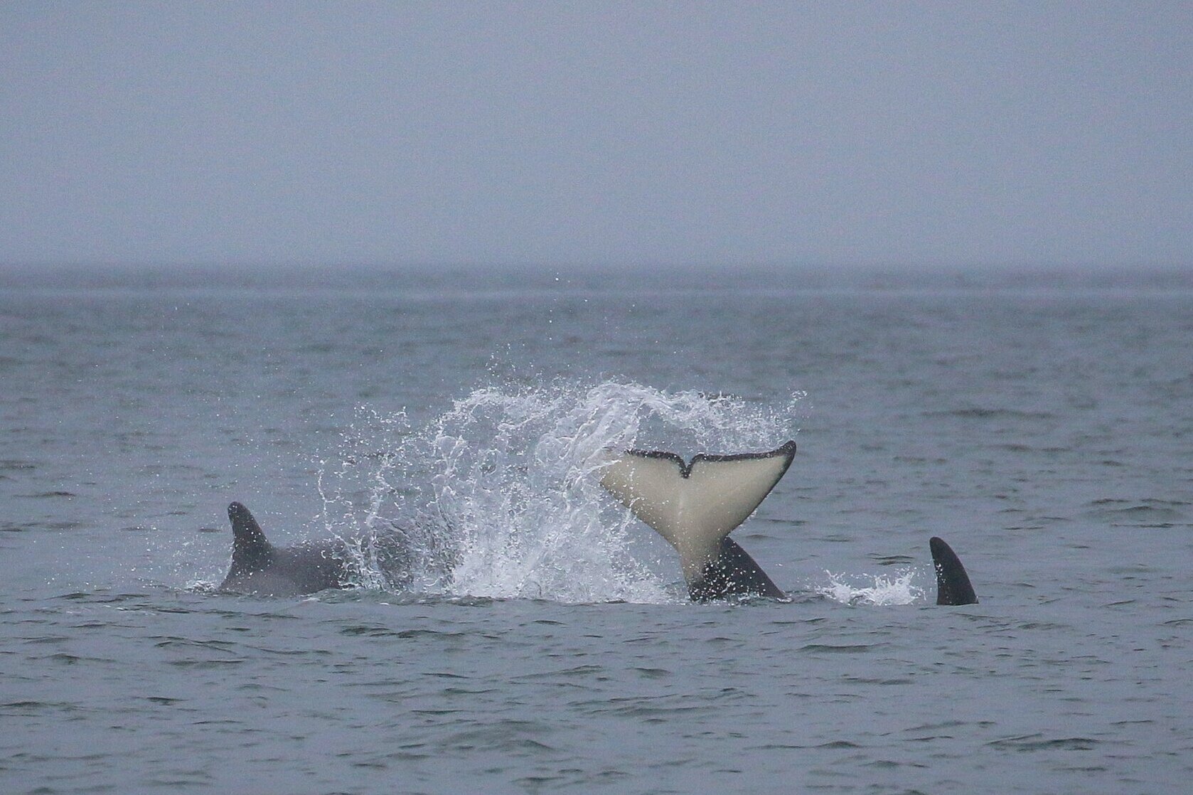 May 24, 2021 - In the Gulf Island with the T036's