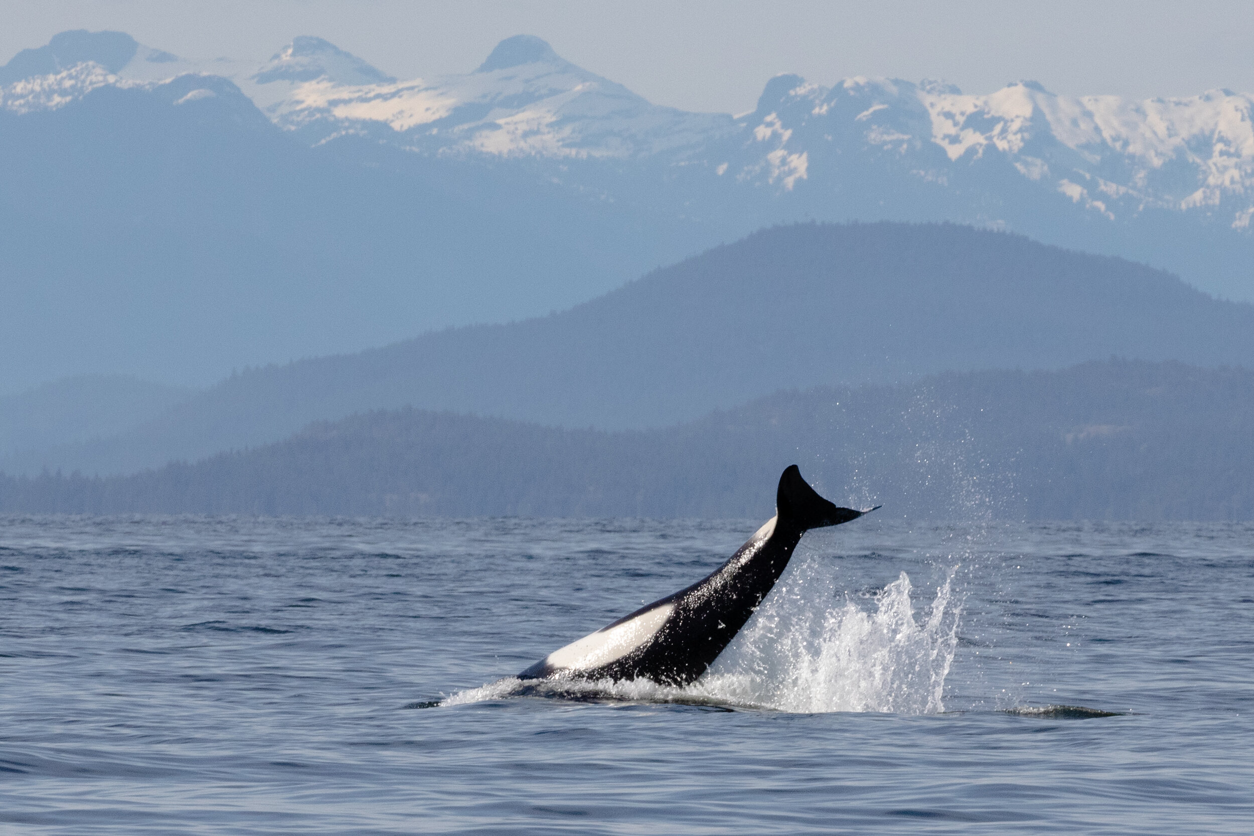May 29, 2021, 5:00 PM - T-party and Humpback soup at sunset!