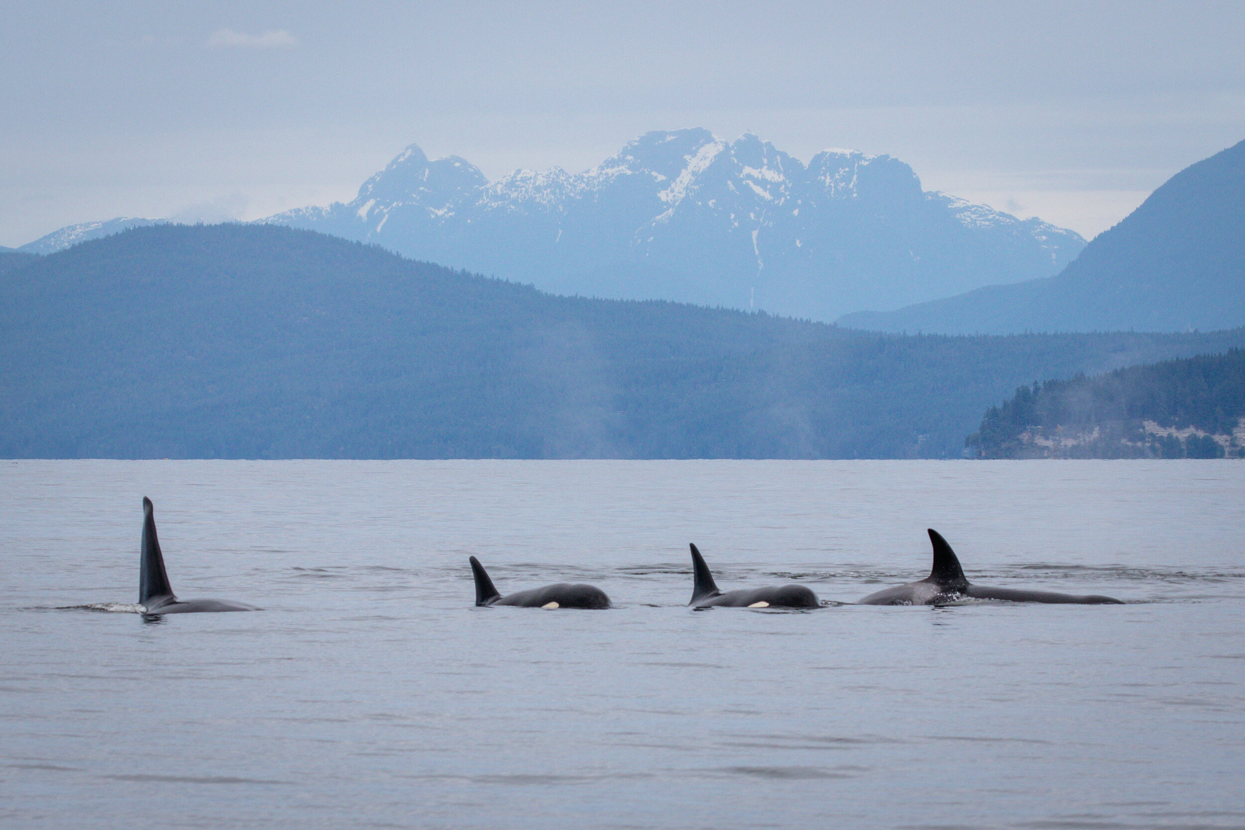 May 30, 2021 - 4 pod T-party and some Humpbacks to end the day