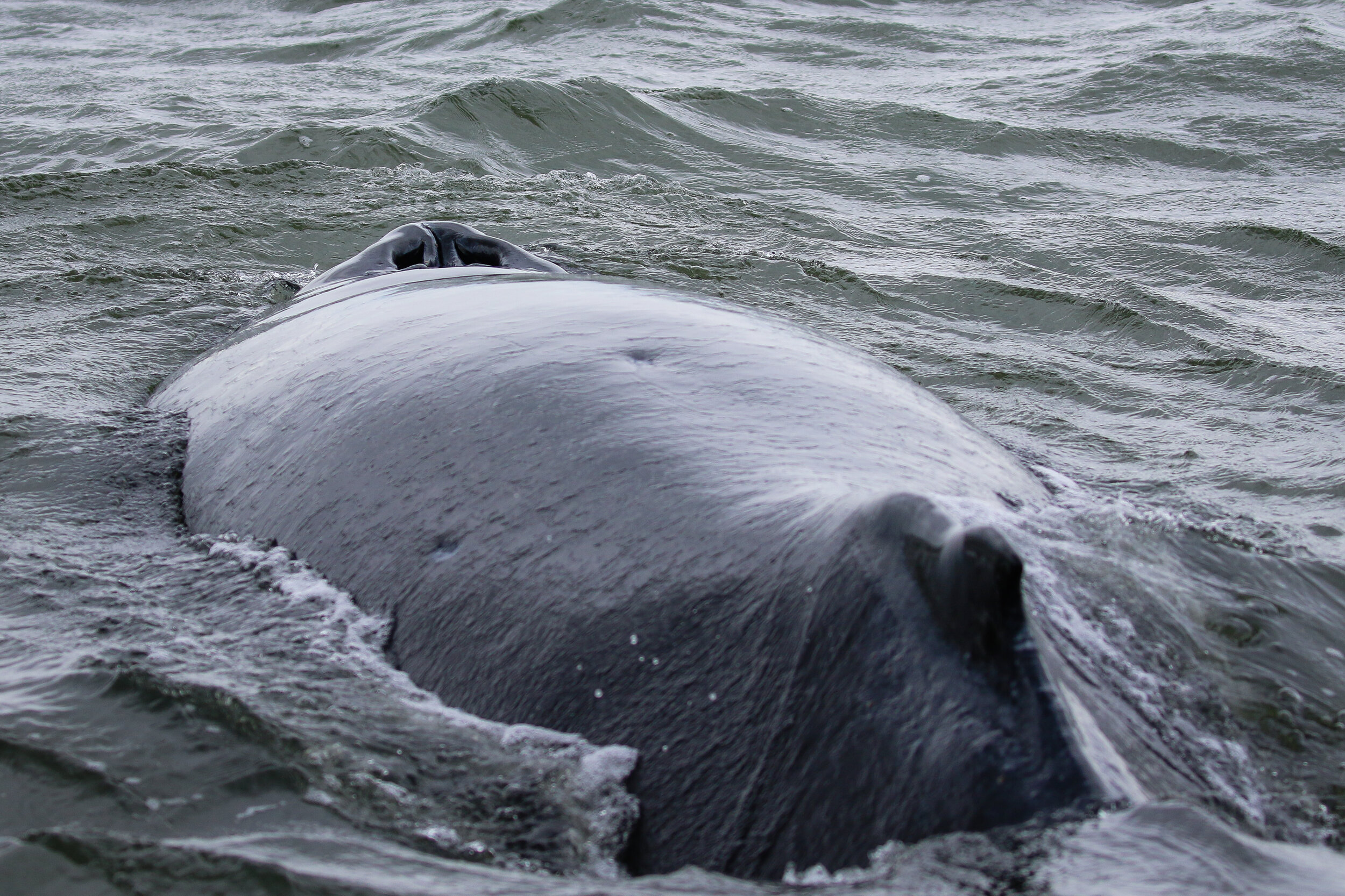 June 6, 2021 - Slate and her calf in the Strait of Georgia