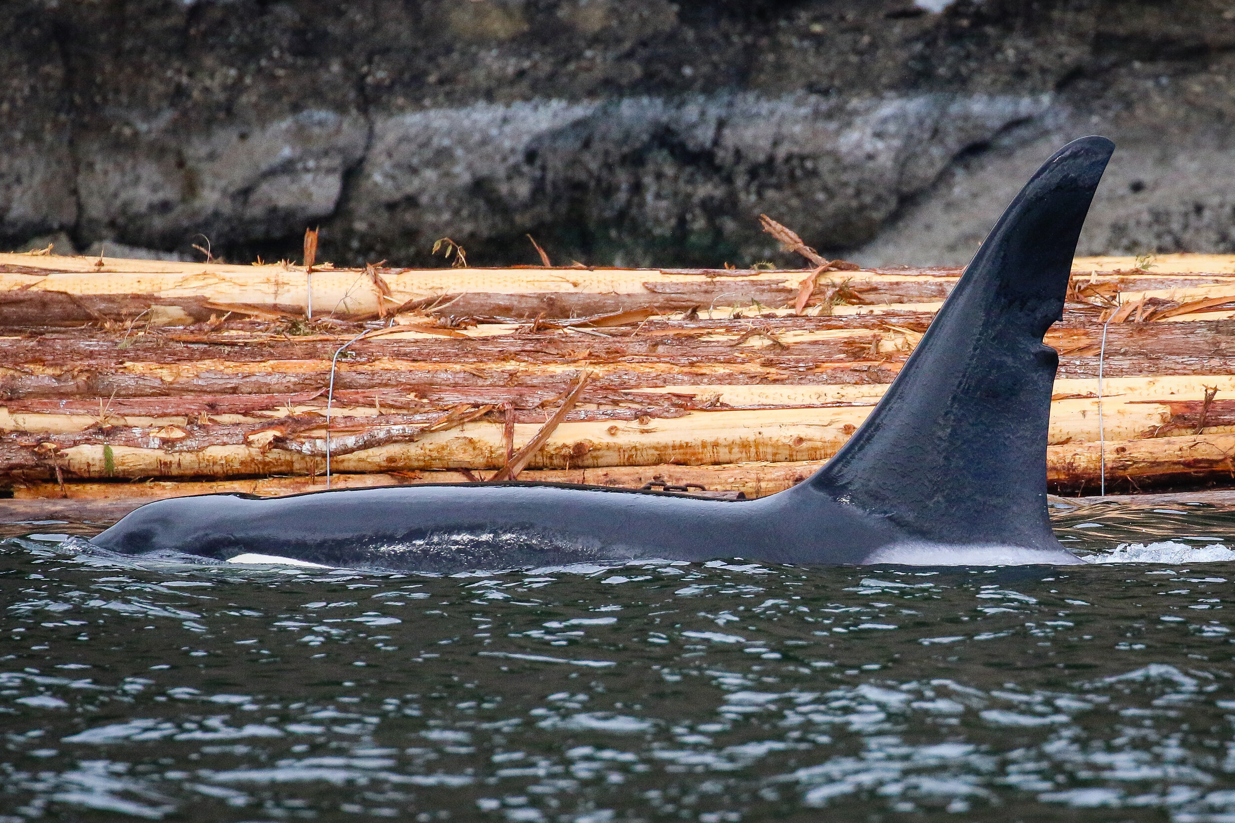 June 10, 2021 - A busy day with humpbacks, orcas, sea lions, seals, and eagles!