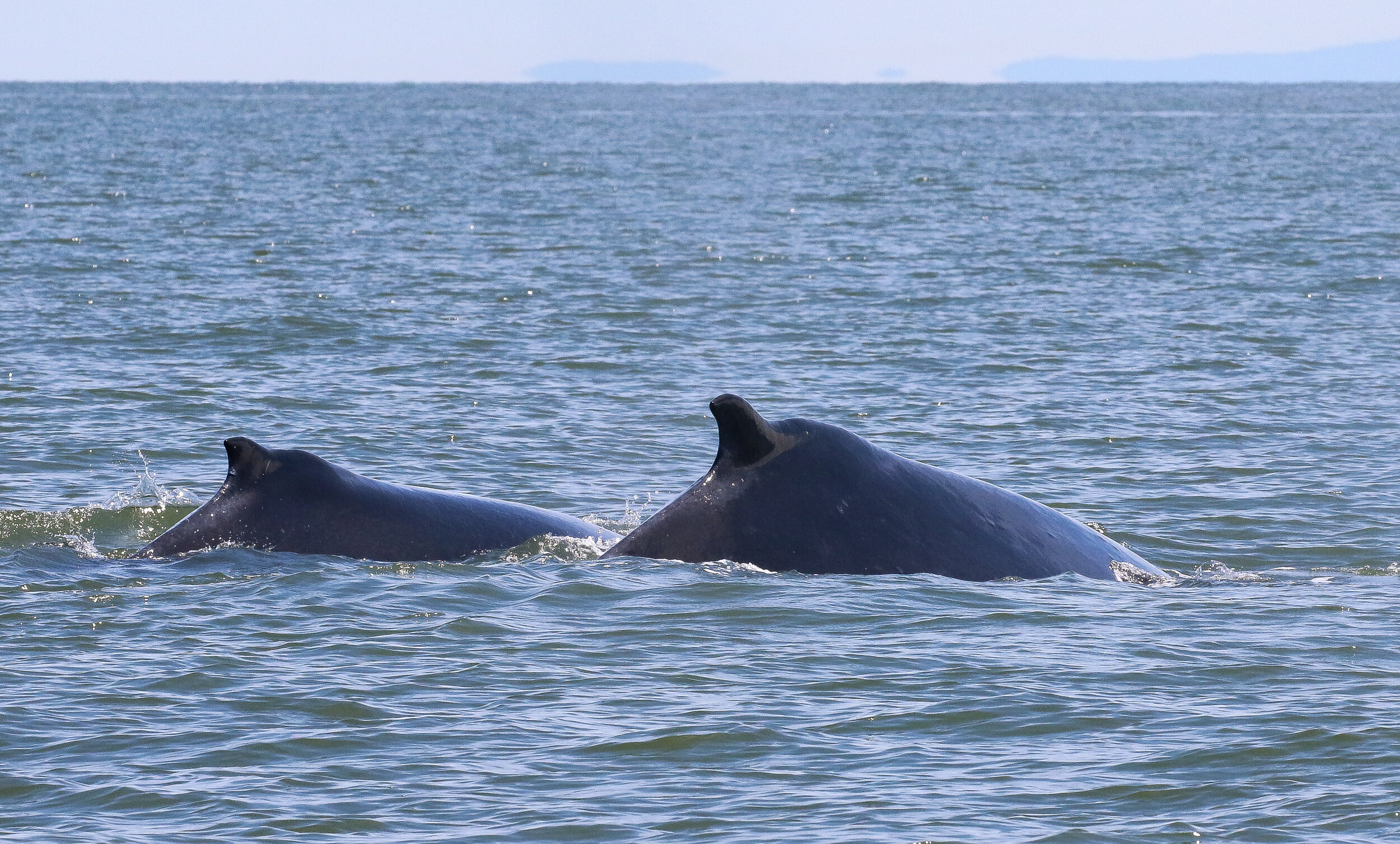 June 12, 2021 - 5 humpback whales, including Slate and calf! 