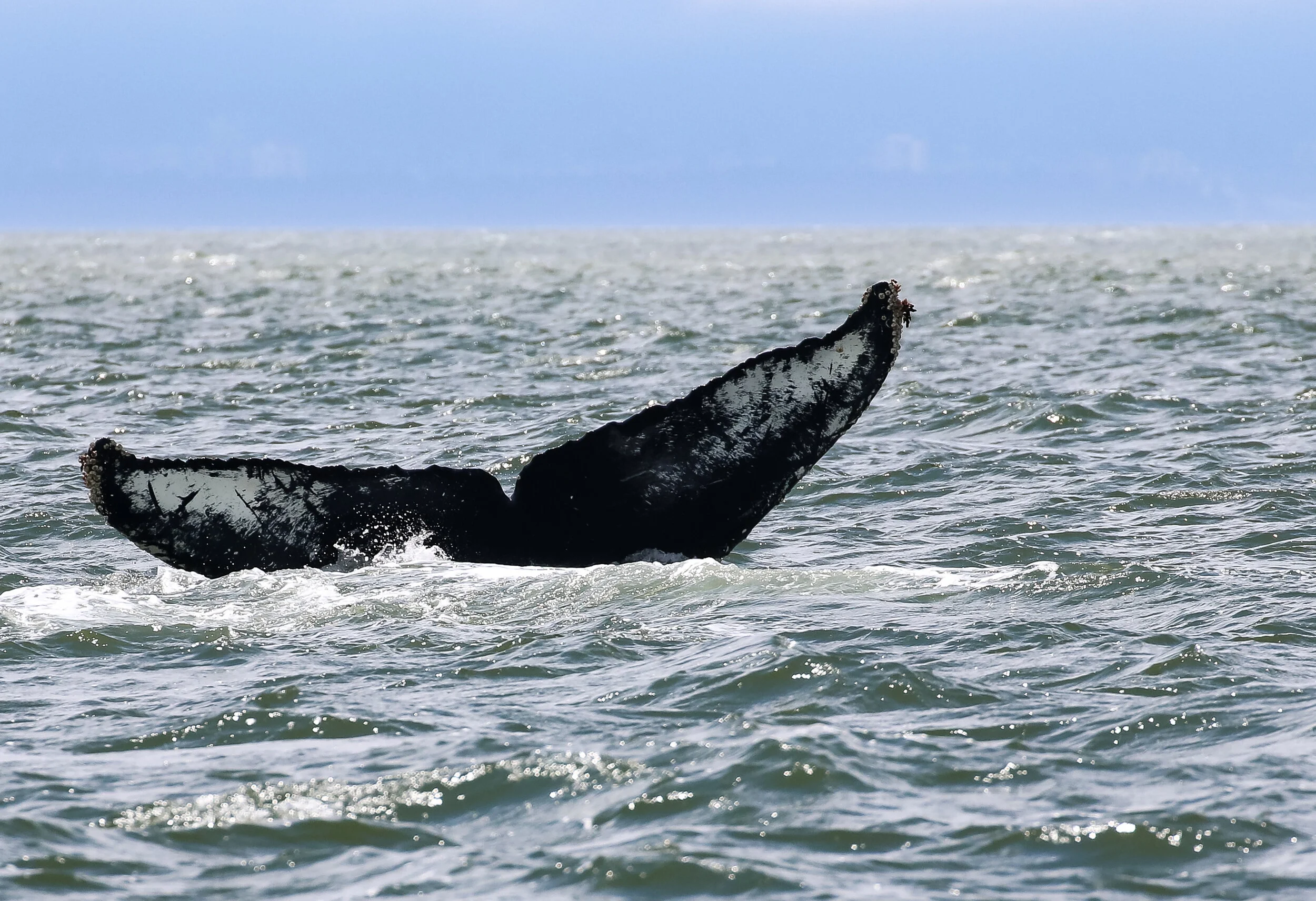 June 13, 2021 - Casseiopeia and three other humpback whales! 