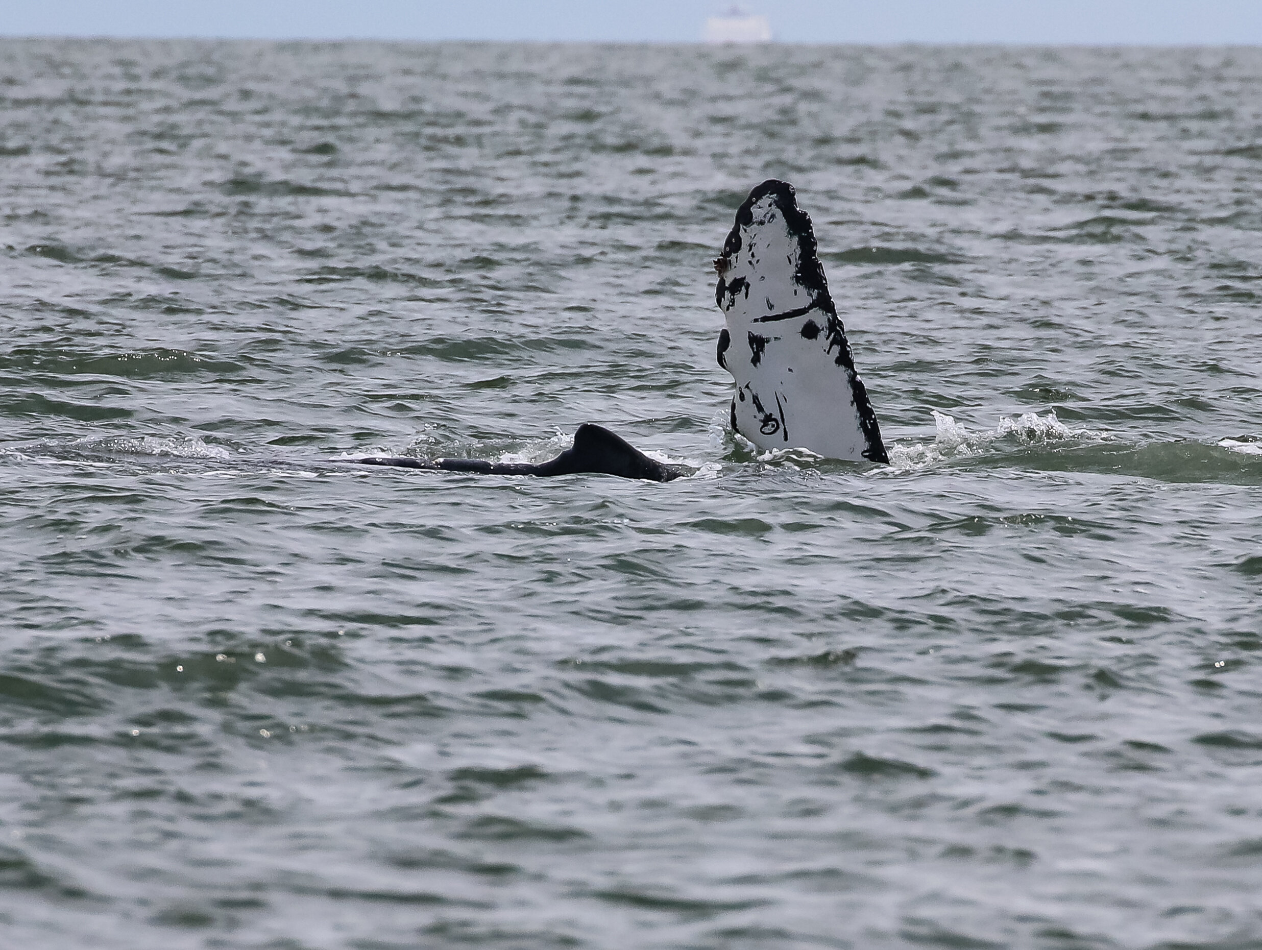 June 14, 2021 - Humpback Ocular visits us near Nanaimo!