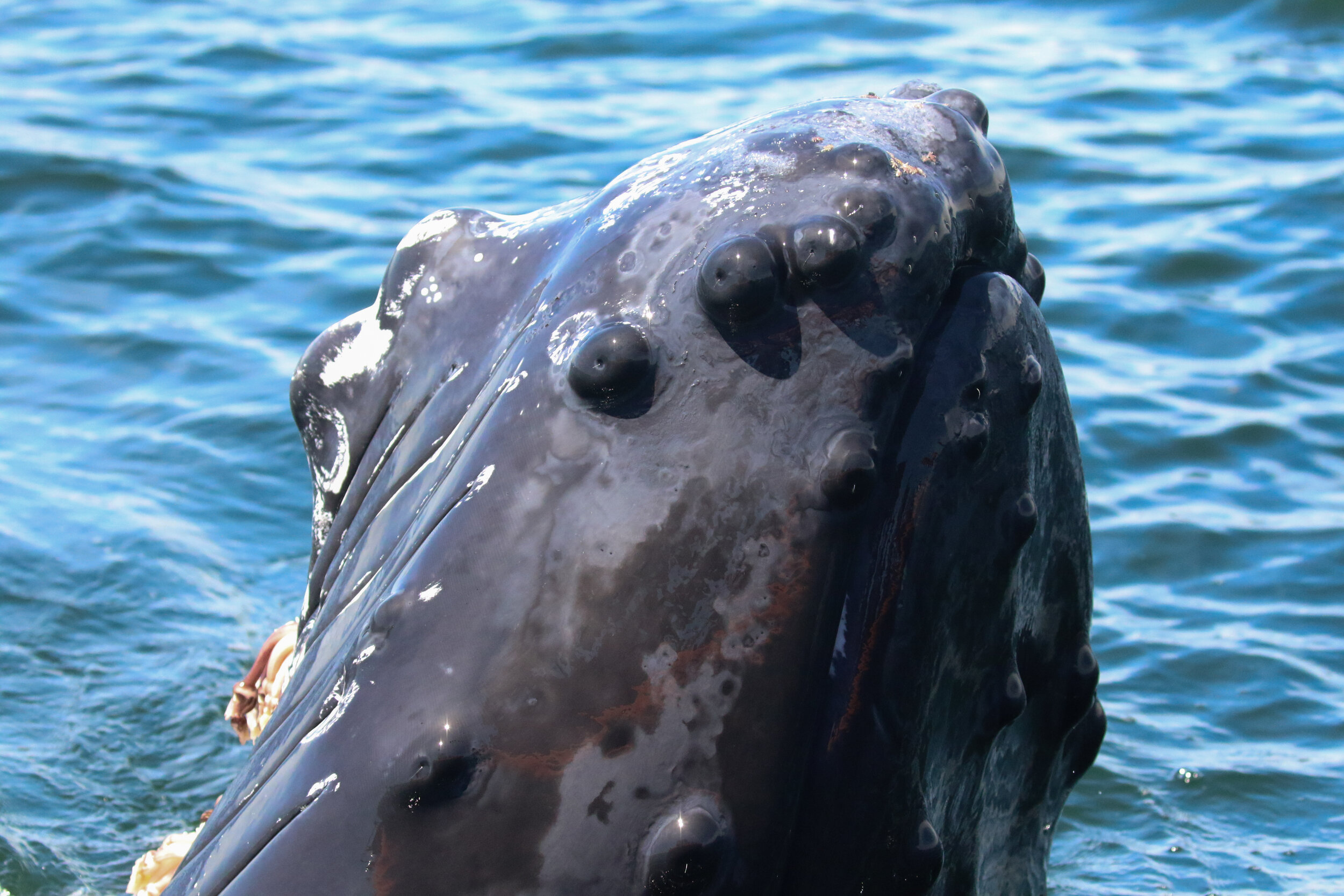 June 17, 2021 - A whale of a day off of Gabriola