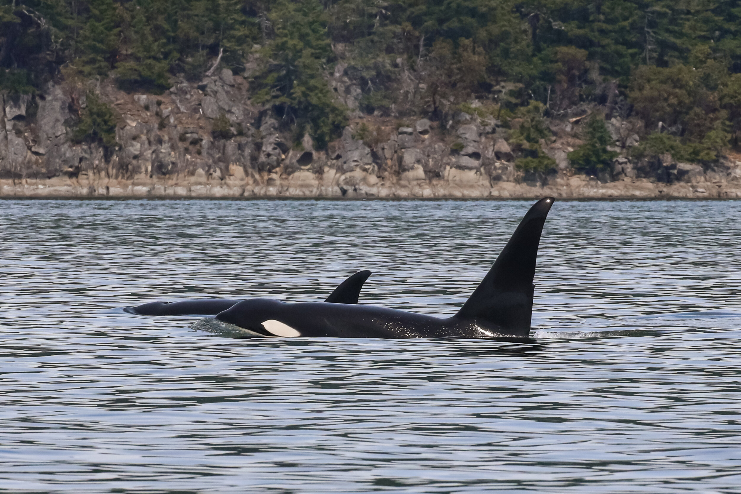June 18, 2021 - Double species day with the T46s and Slate and calf!