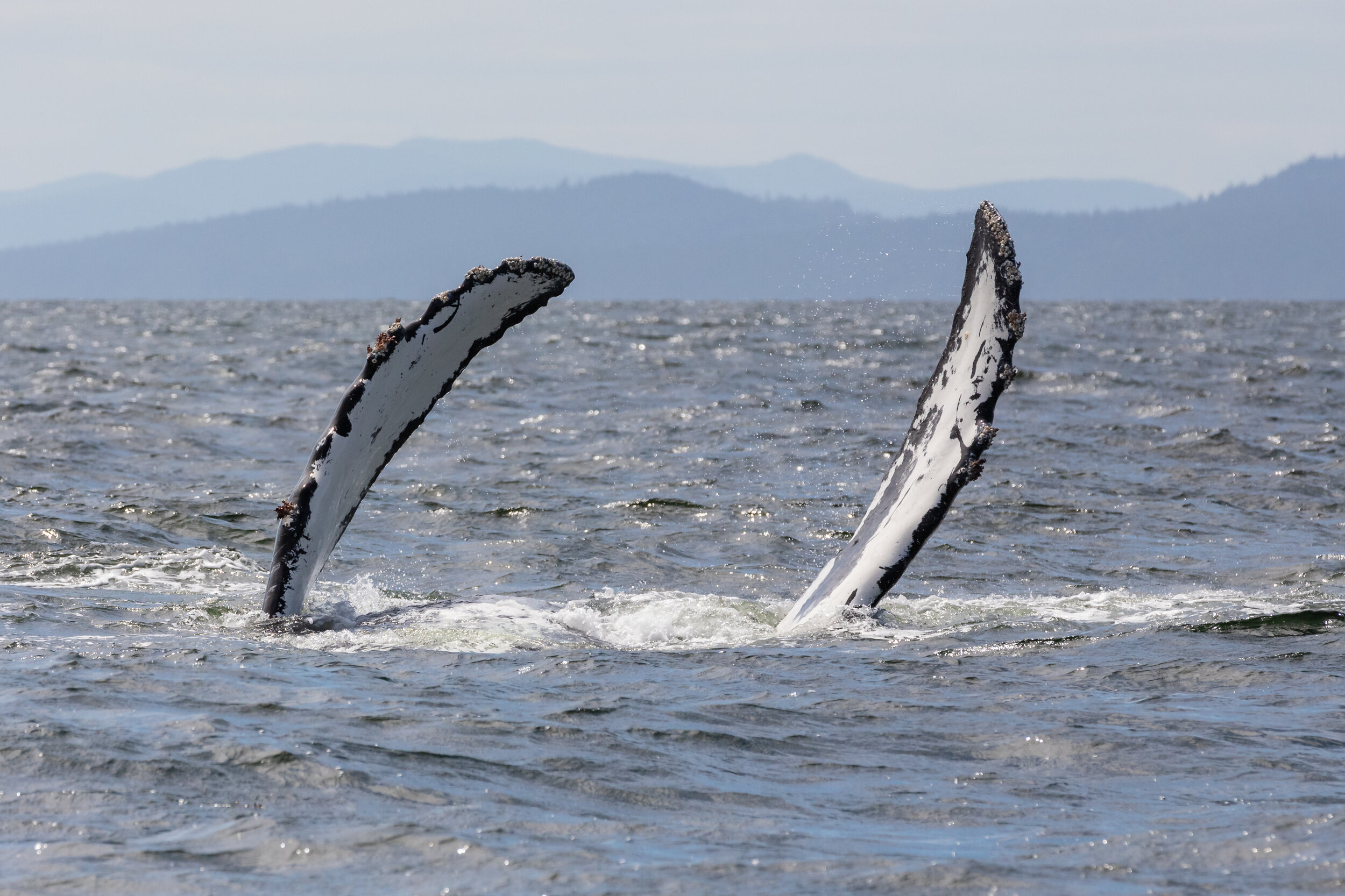 June 19, 2021 - Fader the Humpback in the Strait of Georgia 