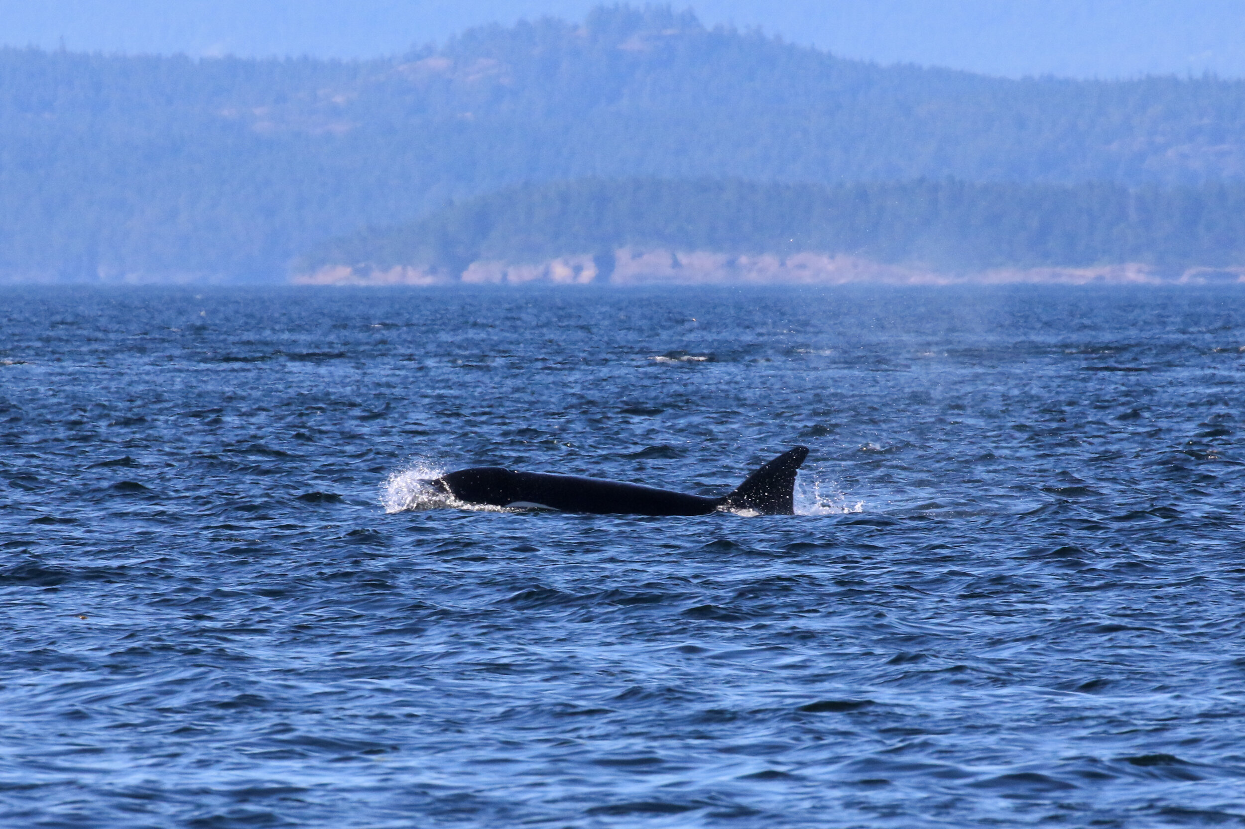 June 21, 2021 - Double species day near Parksville!